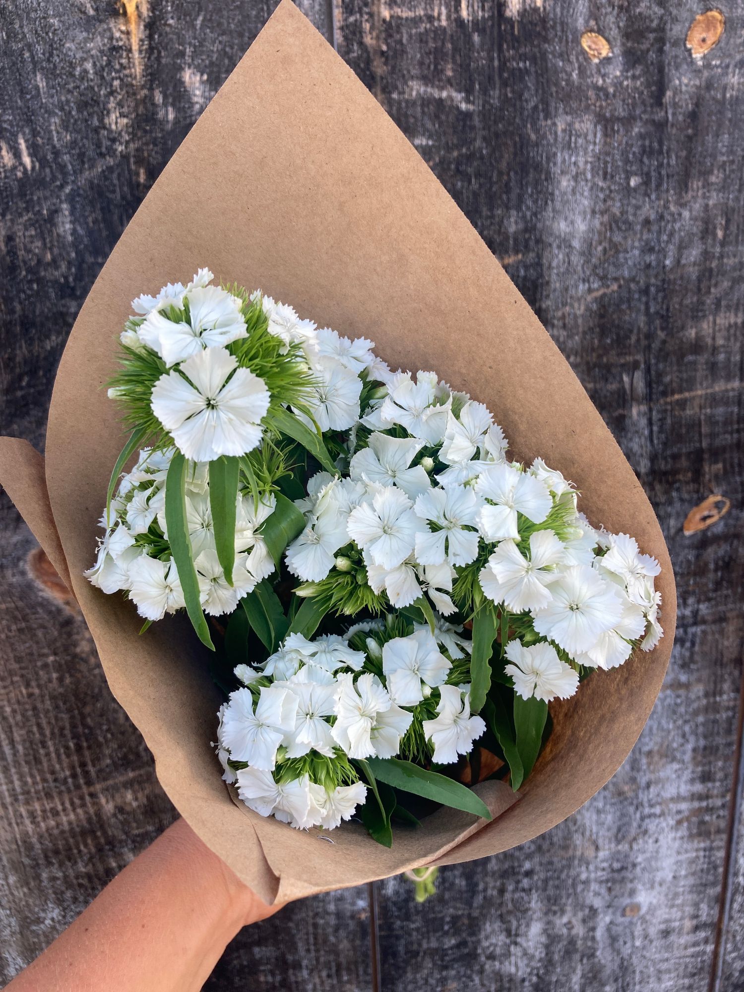 DIANTHUS barbatus Sweet White