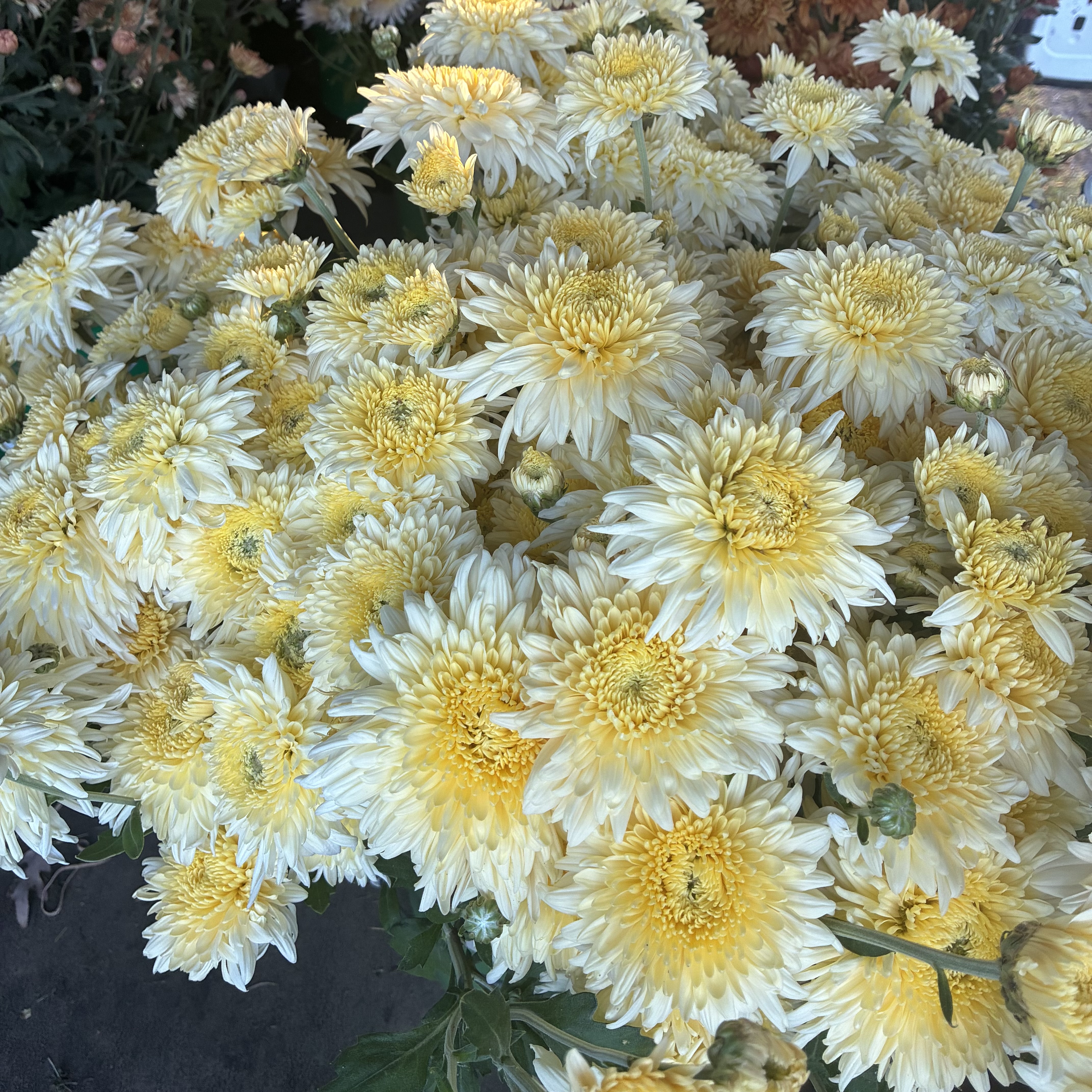 CHRYSANTHEMUM x French Vanilla