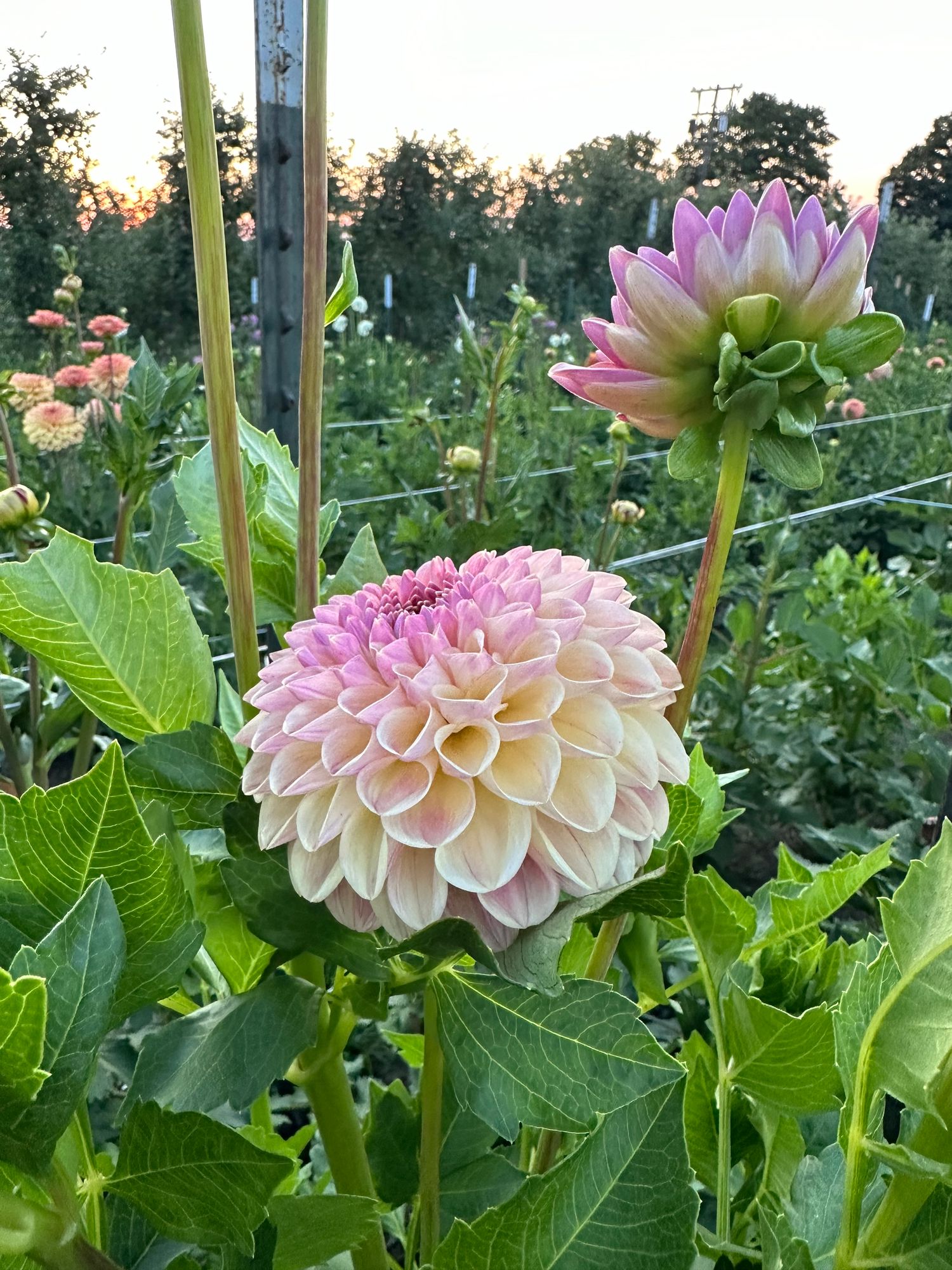 DAHLIA Coseytown Baby Cakes