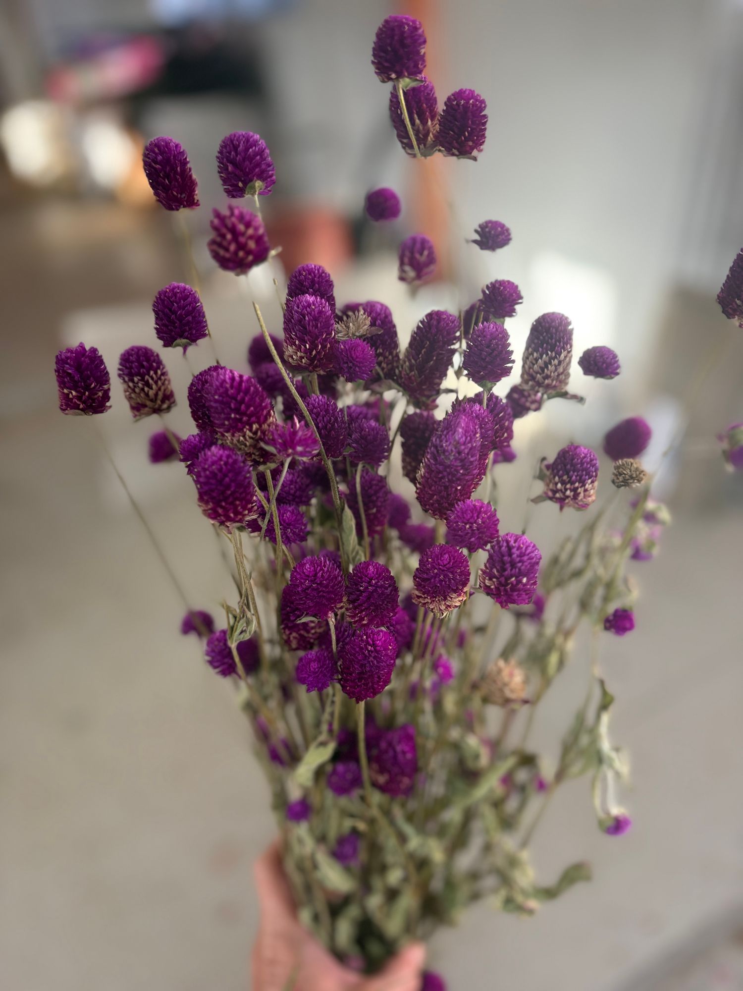 GOMPHRENA globosa
