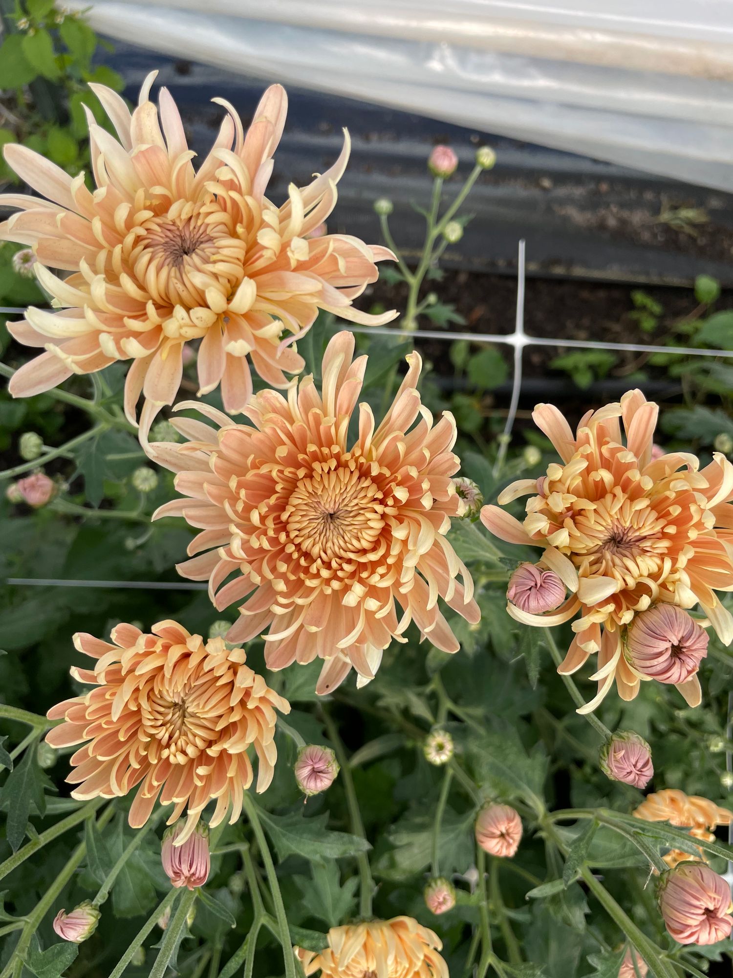 CHRYSANTHEMUM