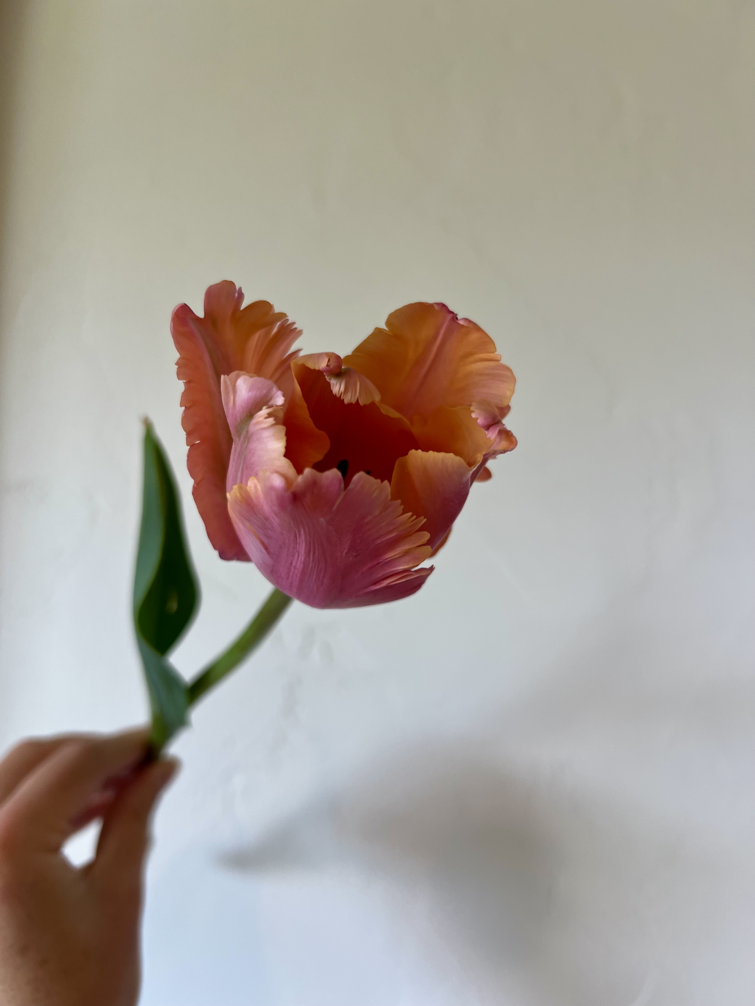 TULIPA Amazing Parrot