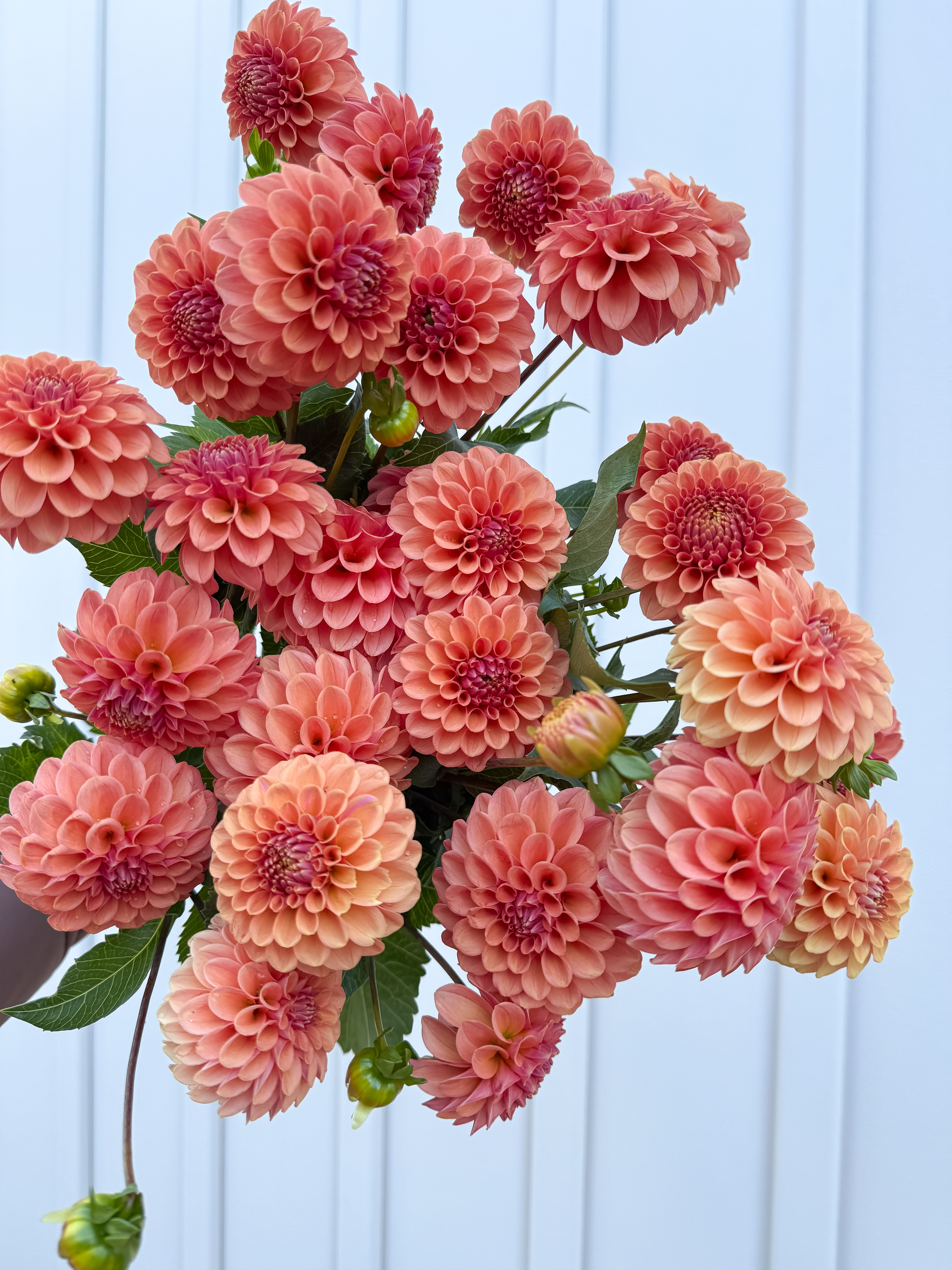 DAHLIA Rose Toscano
