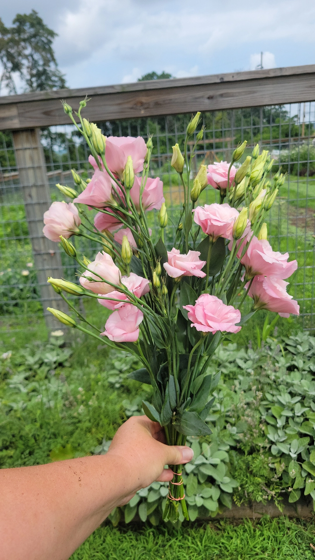 EUSTOMA grandiflorum Echo