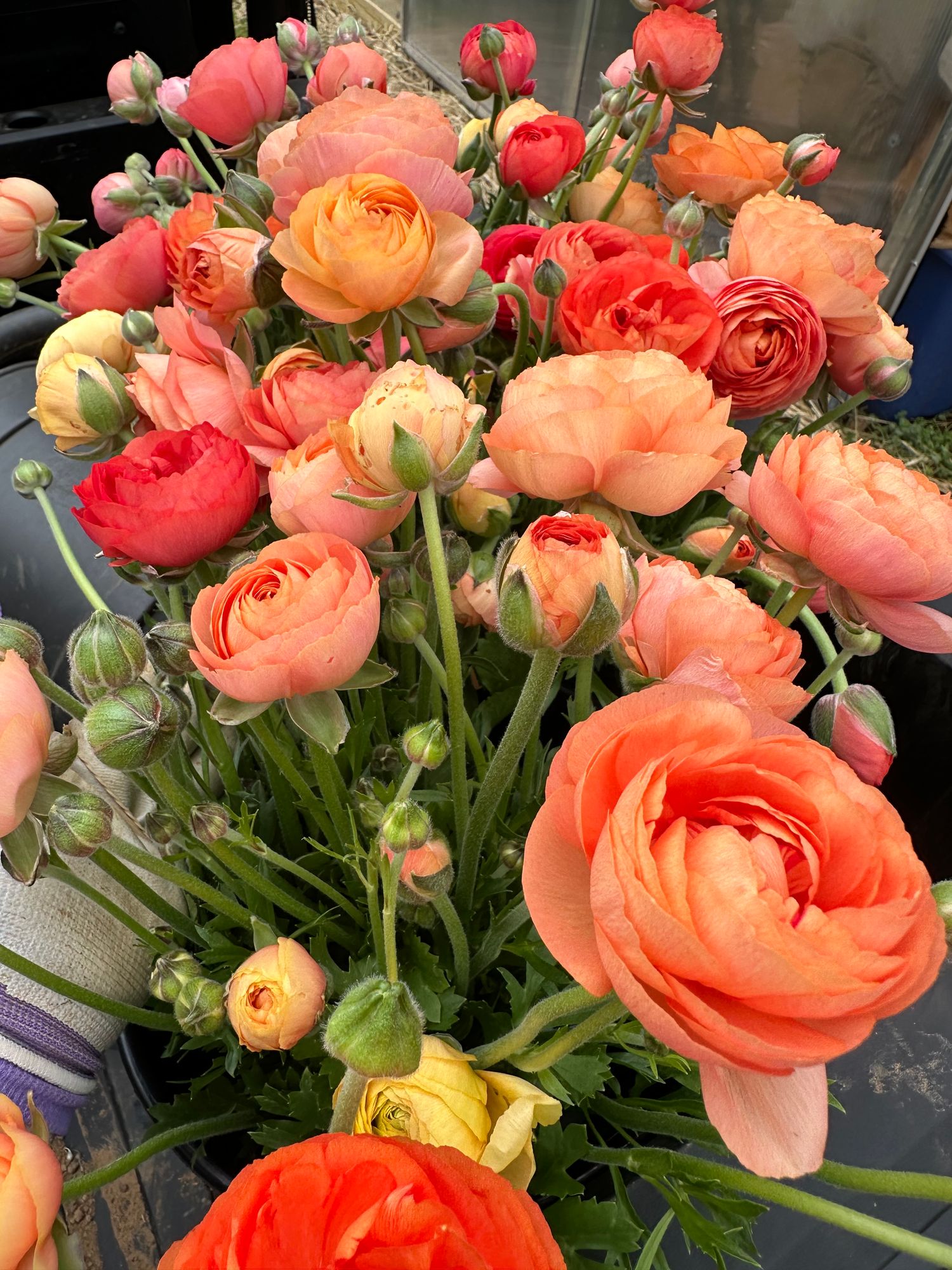RANUNCULUS La Belle Salmon
