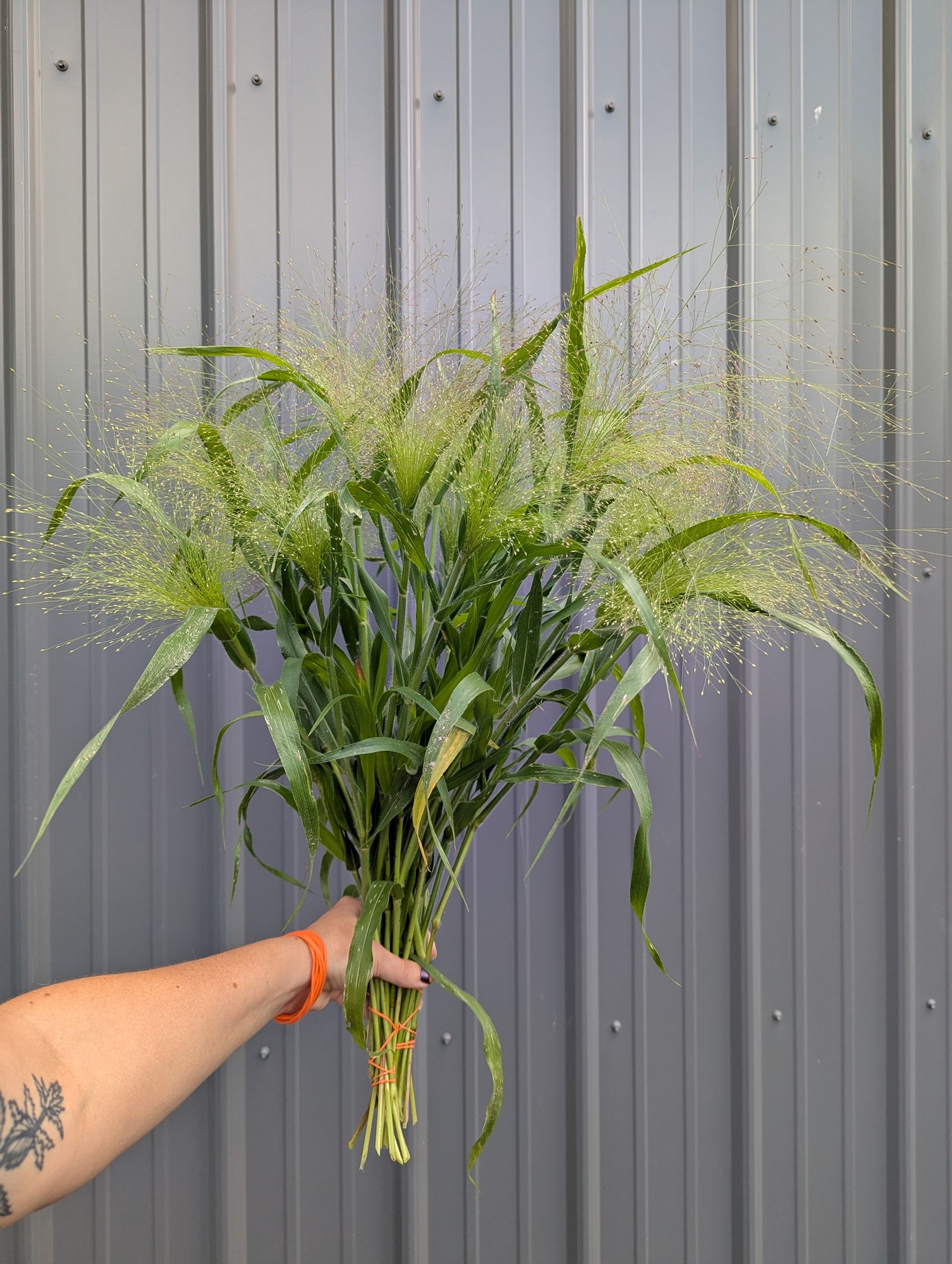 PANICUM elegans