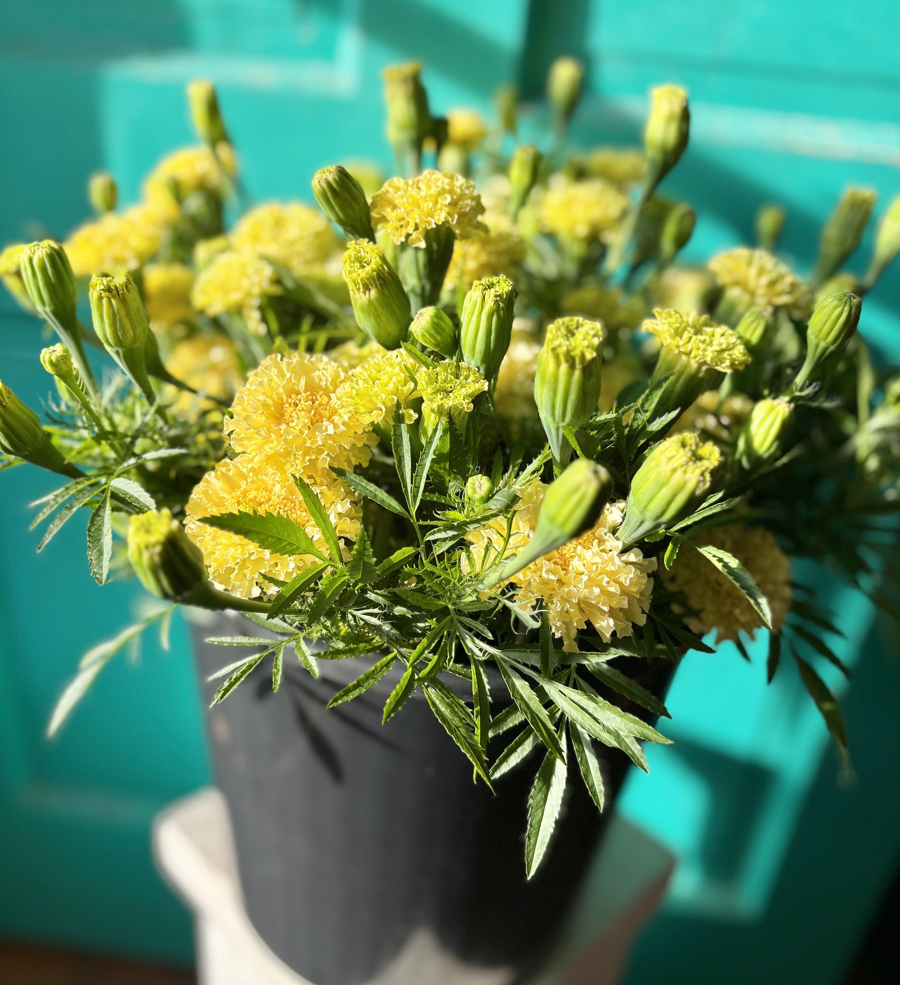 TAGETES erecta