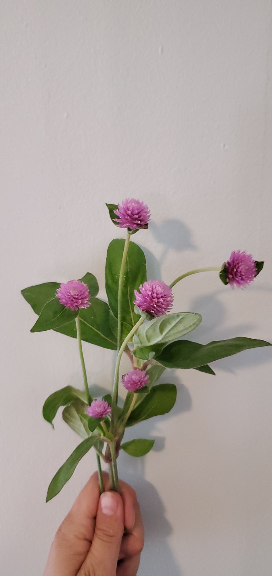 GOMPHRENA globosa QIS Lilac