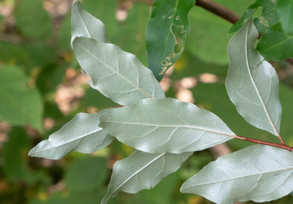 ELAEAGNUS umbellata