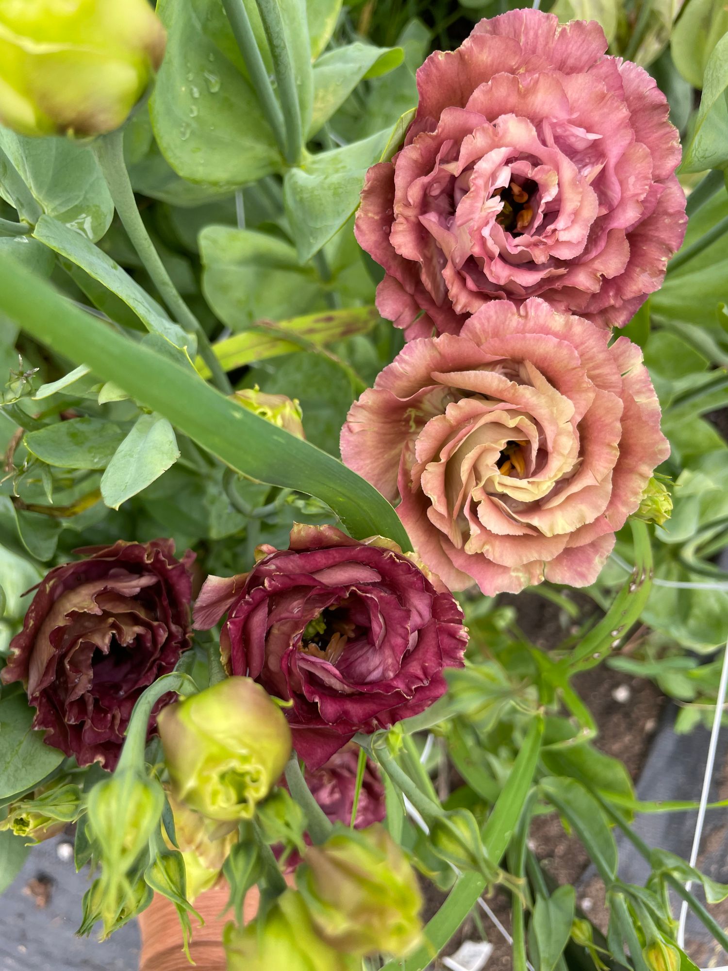 EUSTOMA grandiflorum Rosanne
