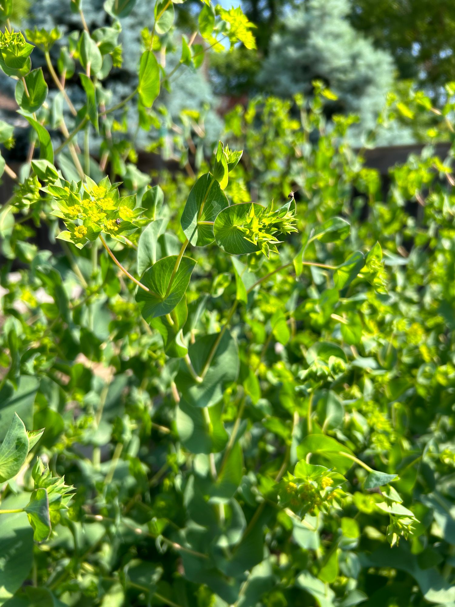 BUPLEURUM griffithii Green Gold