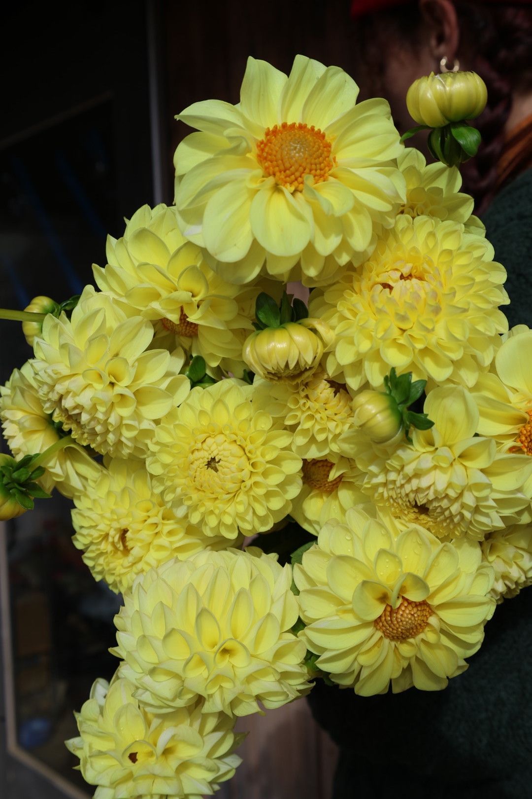 DAHLIA Jowey Martina