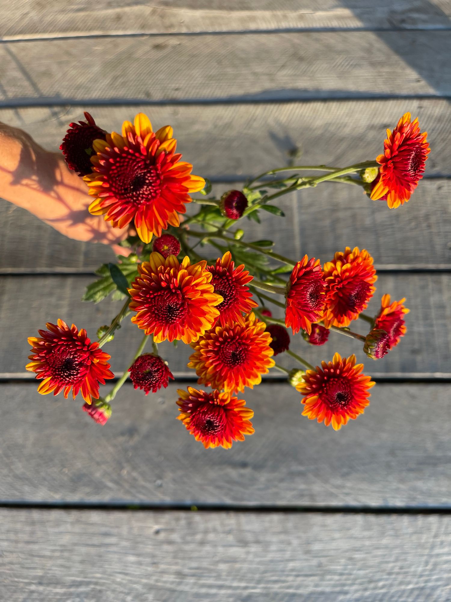 CHRYSANTHEMUM x Kelvin Tattoo