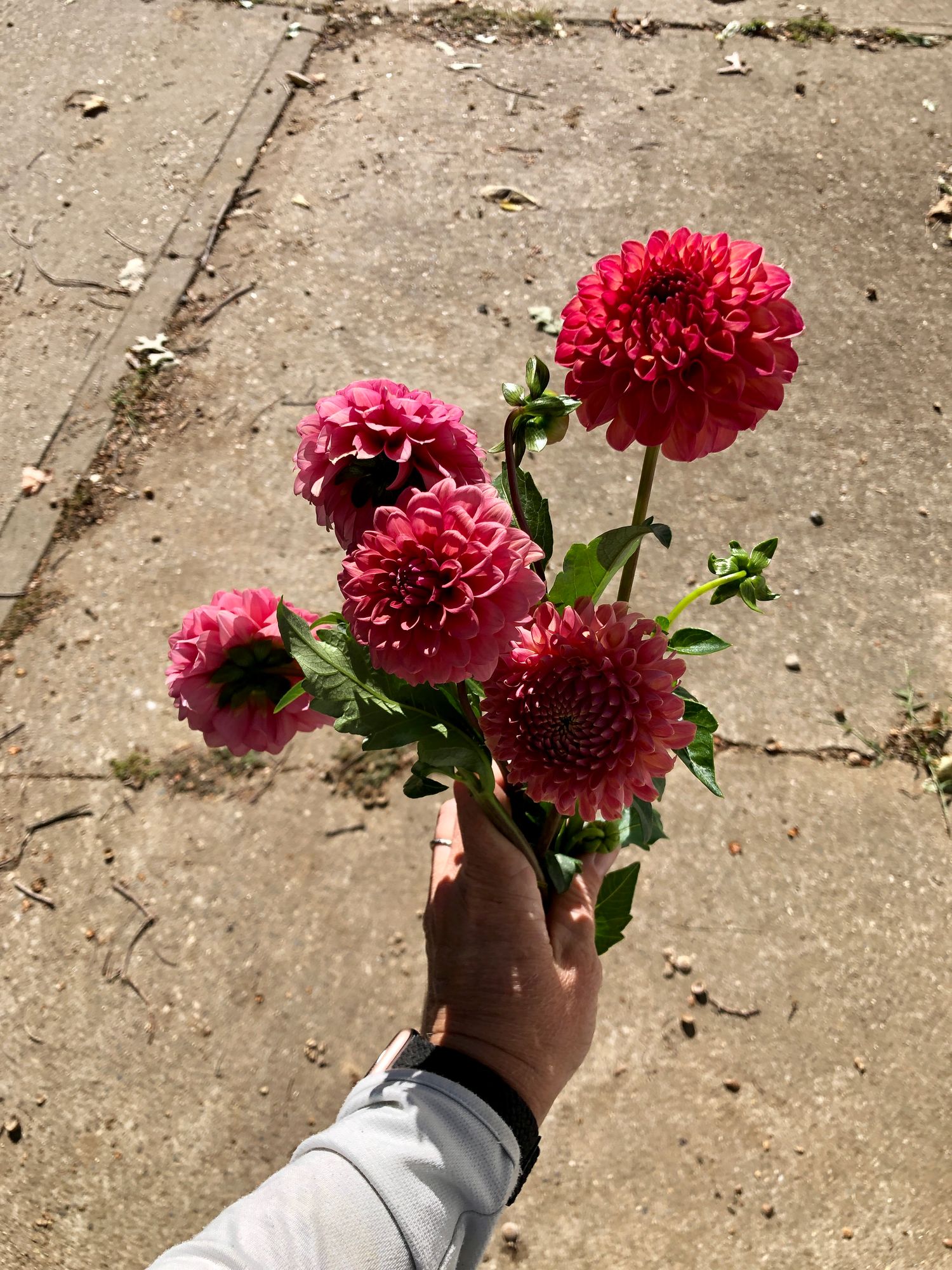 DAHLIA Mystique