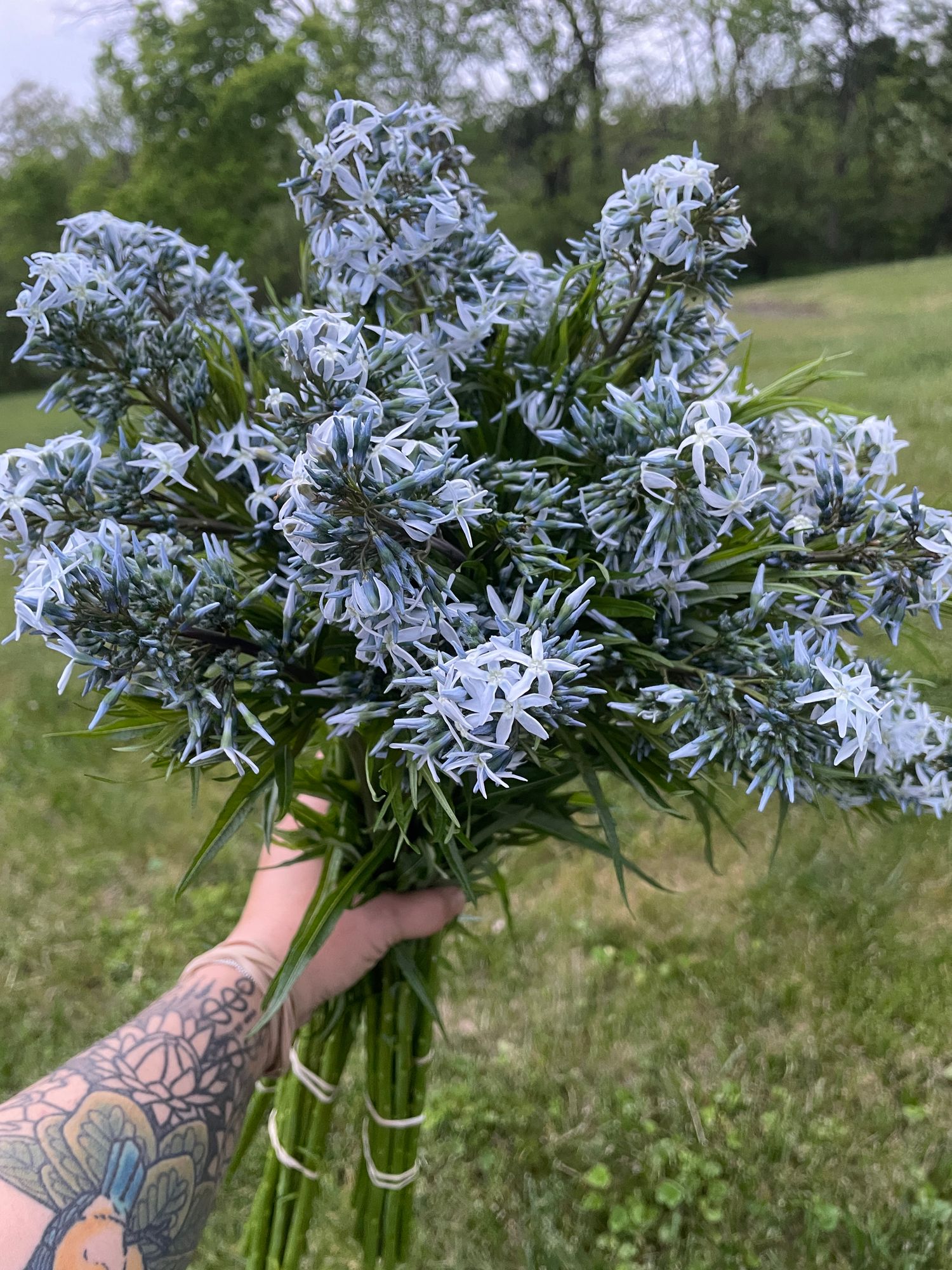 AMSONIA tabernaemontana