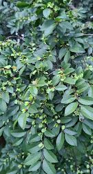 ULMUS parvifolia