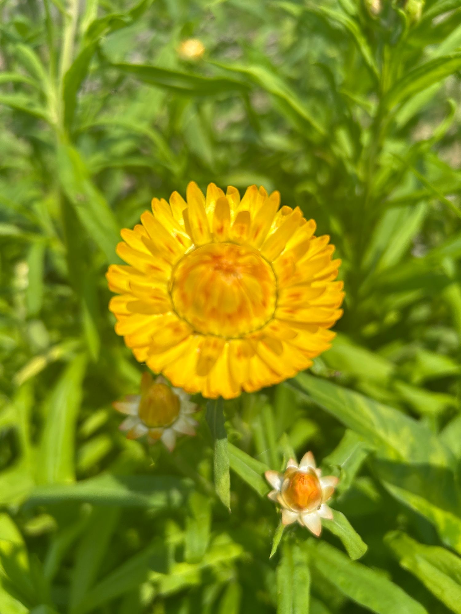 XEROCHRYSUM bracteatum King Size Gold