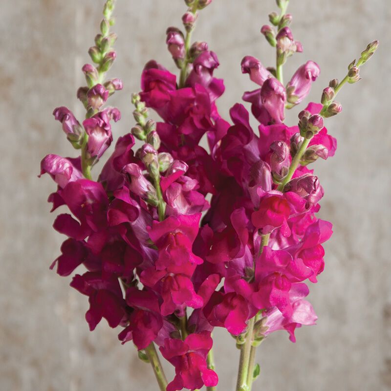 ANTIRRHINUM majus Potomac Royal