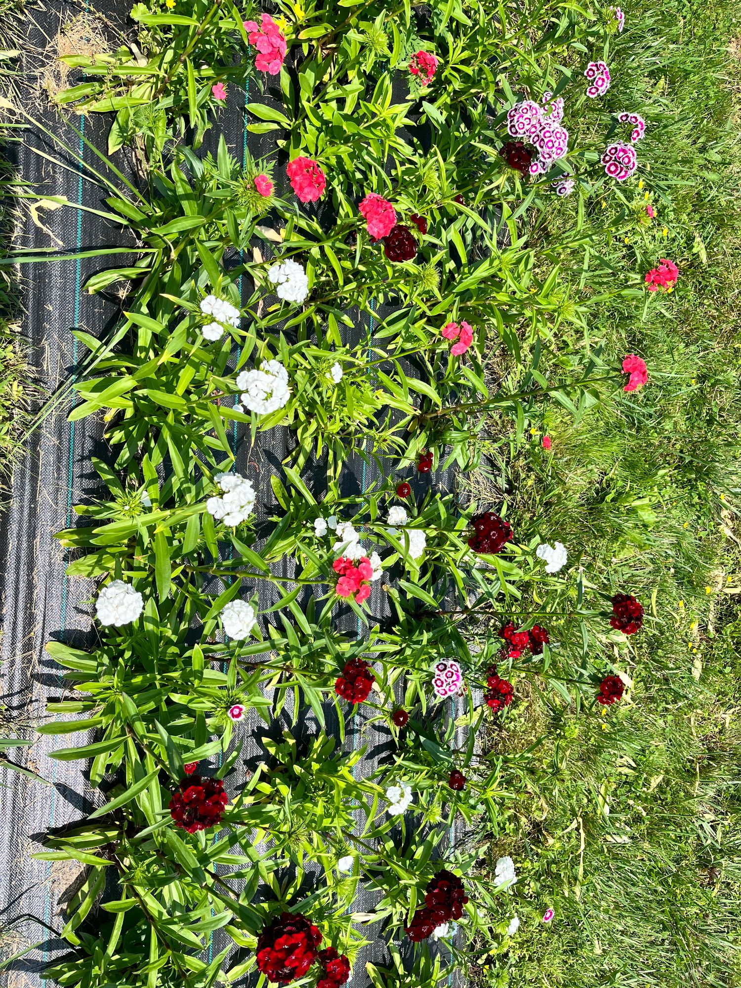 DIANTHUS barbatus Sweet
