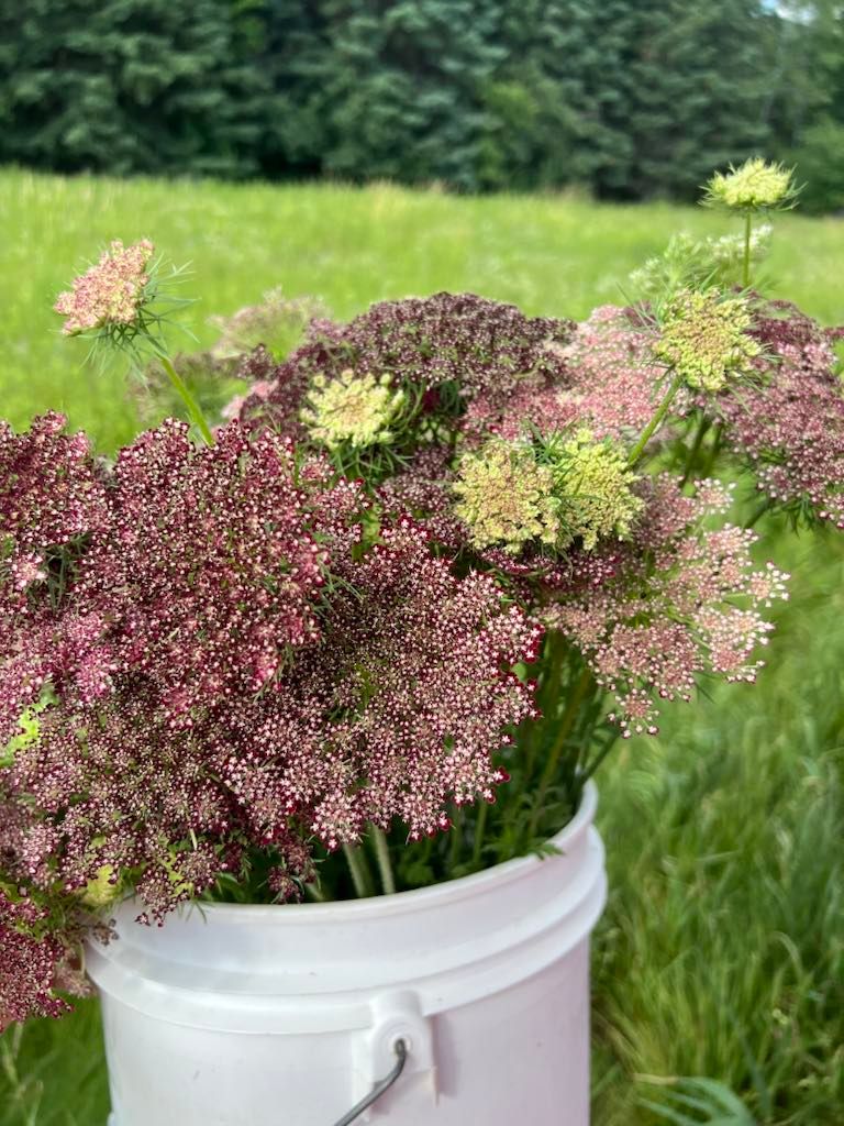 DAUCUS carota Dara