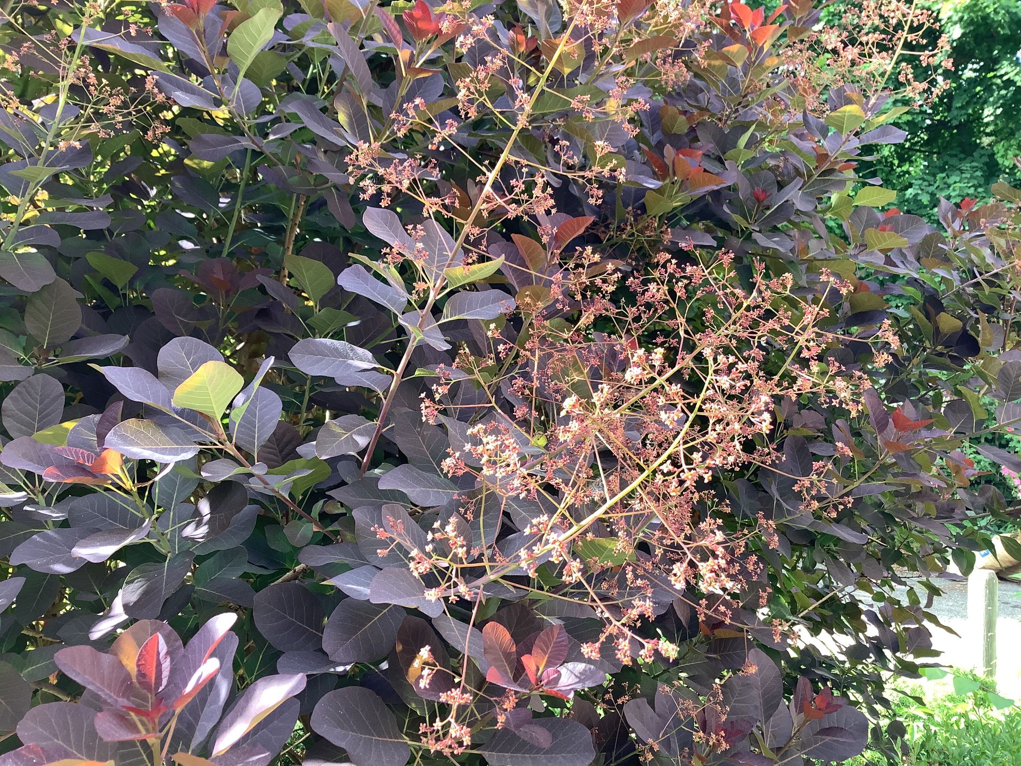 COTINUS coggygria