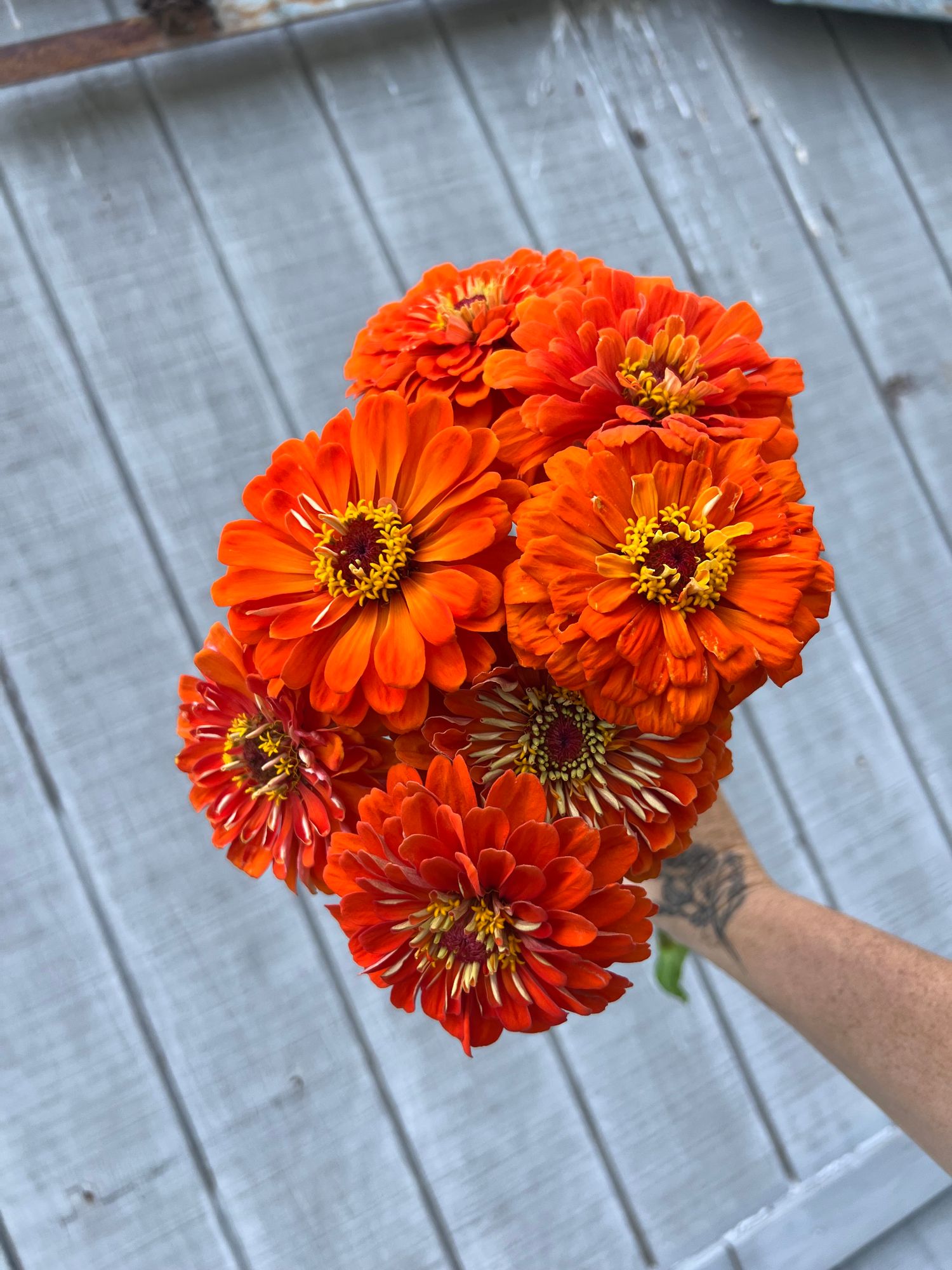 ZINNIA elegans Benarys Giant