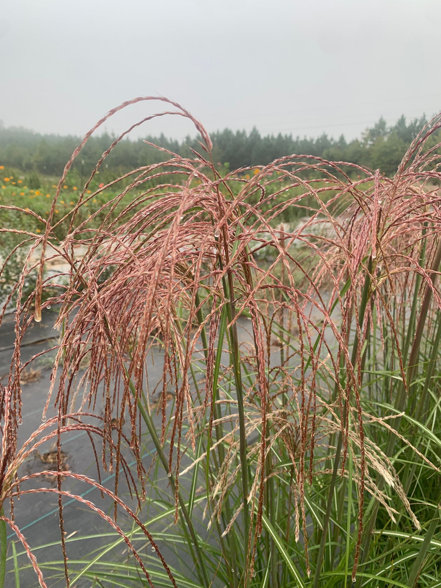 MISCANTHUS sinensis Huron Sunrise