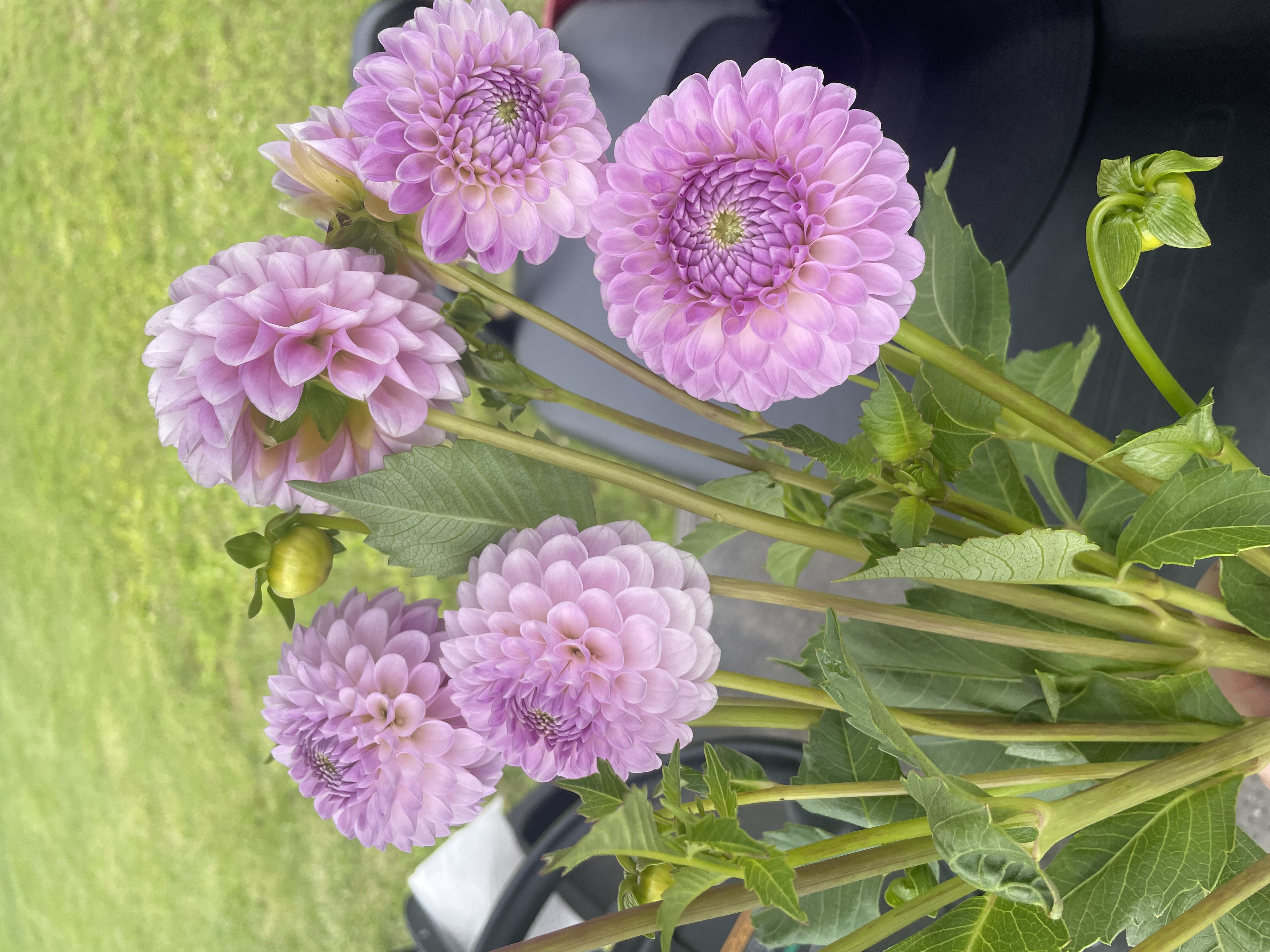 DAHLIA Megan Dean