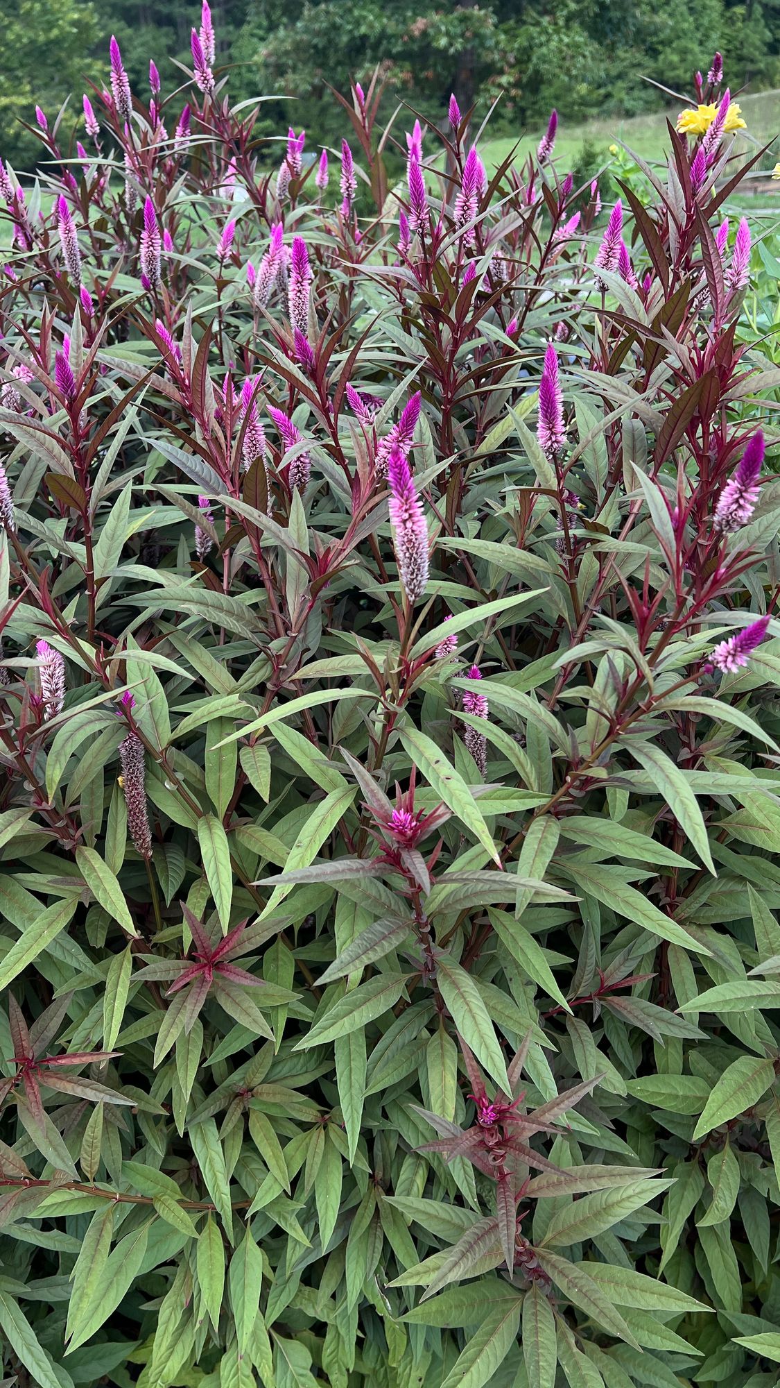 CELOSIA argentea spicata Flamingo Purple
