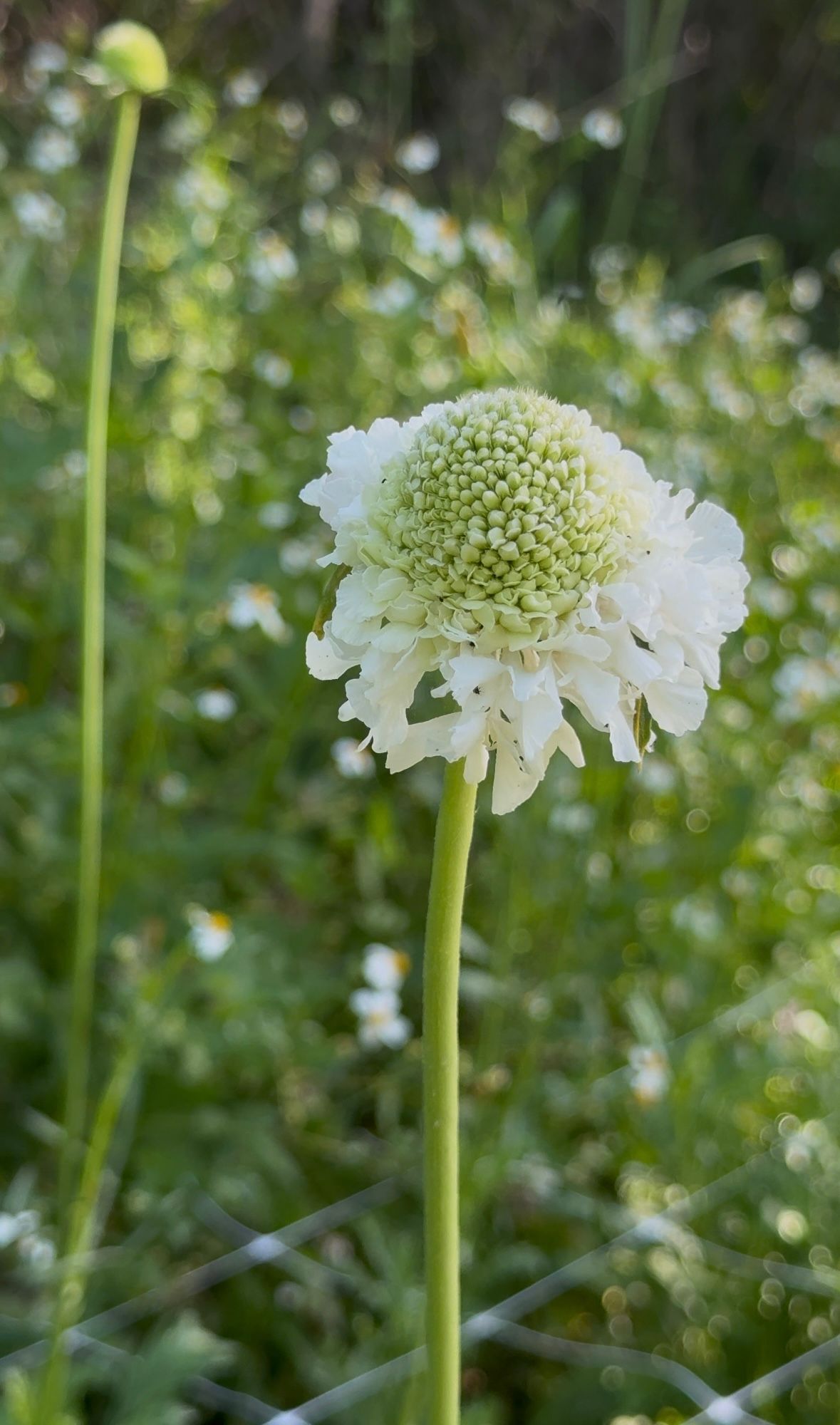 SCABIOSA atropurpurea x caucasica Focal Scoop White