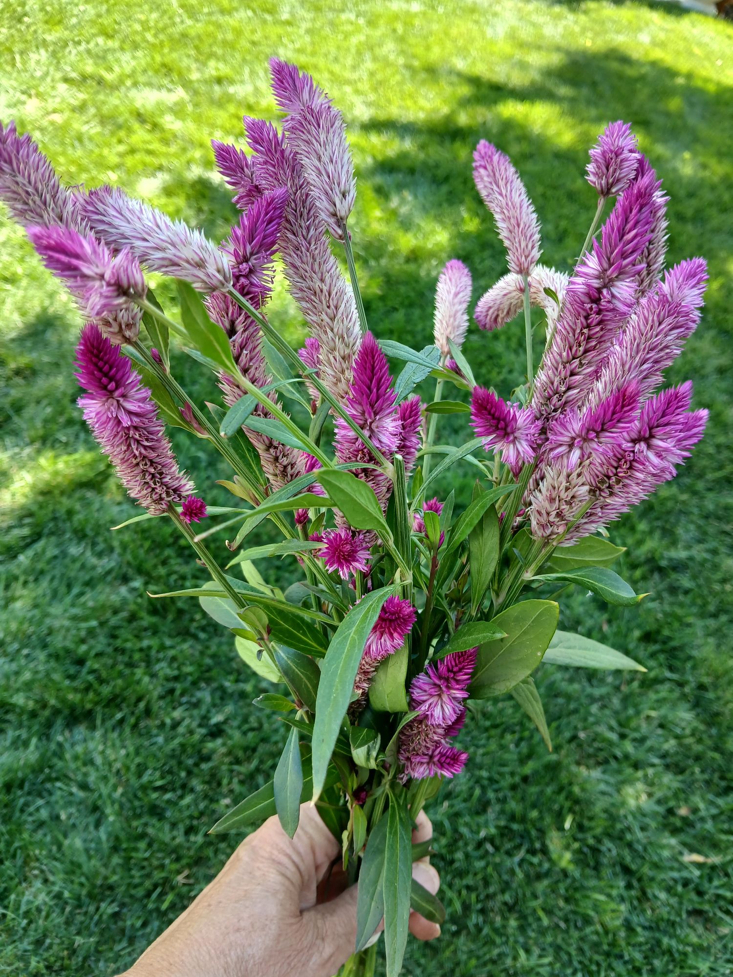 Celosia