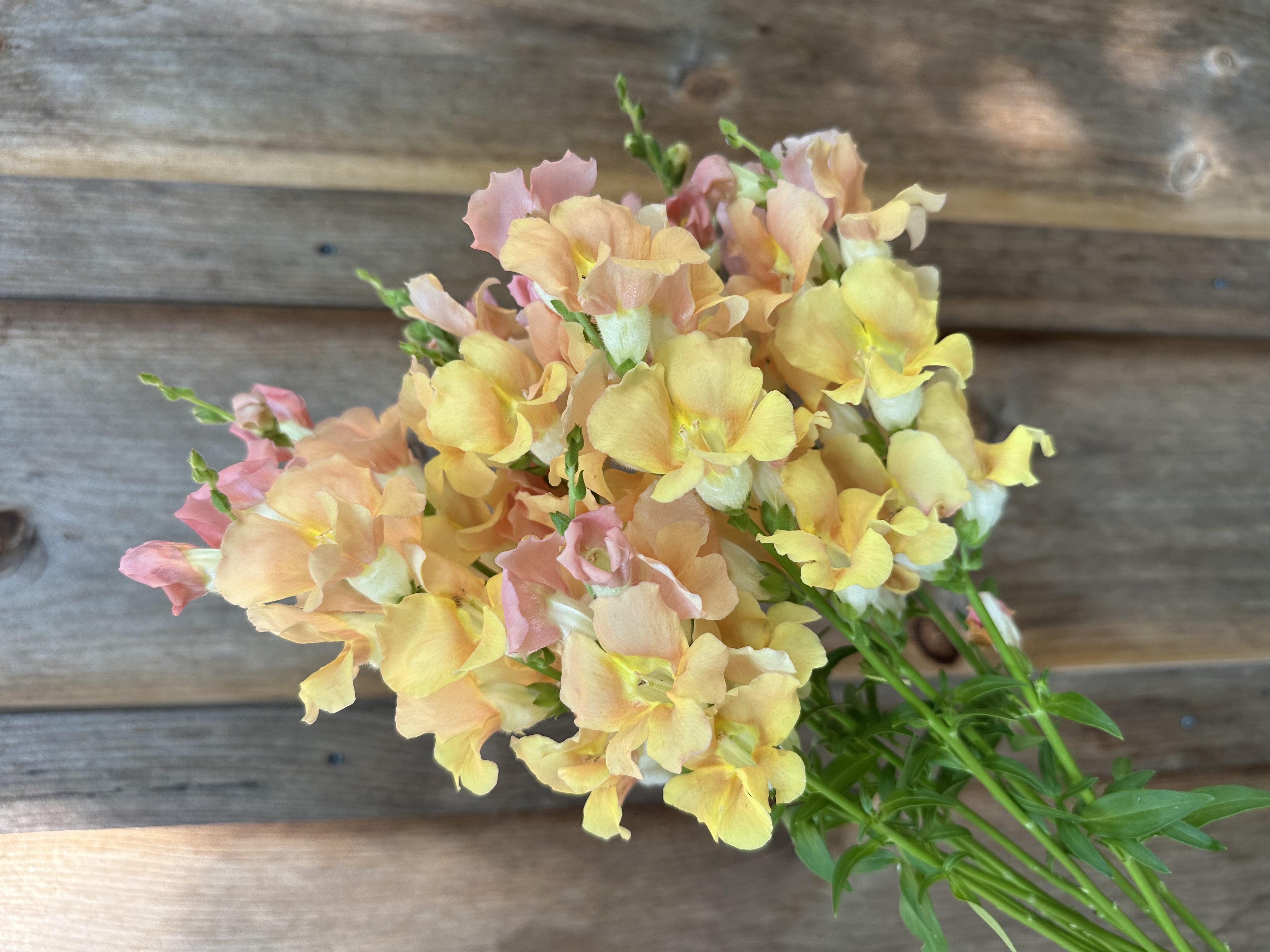 ANTIRRHINUM majus Chantilly Light Salmon