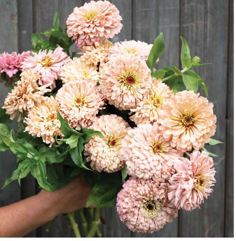ZINNIA elegans Ballerina