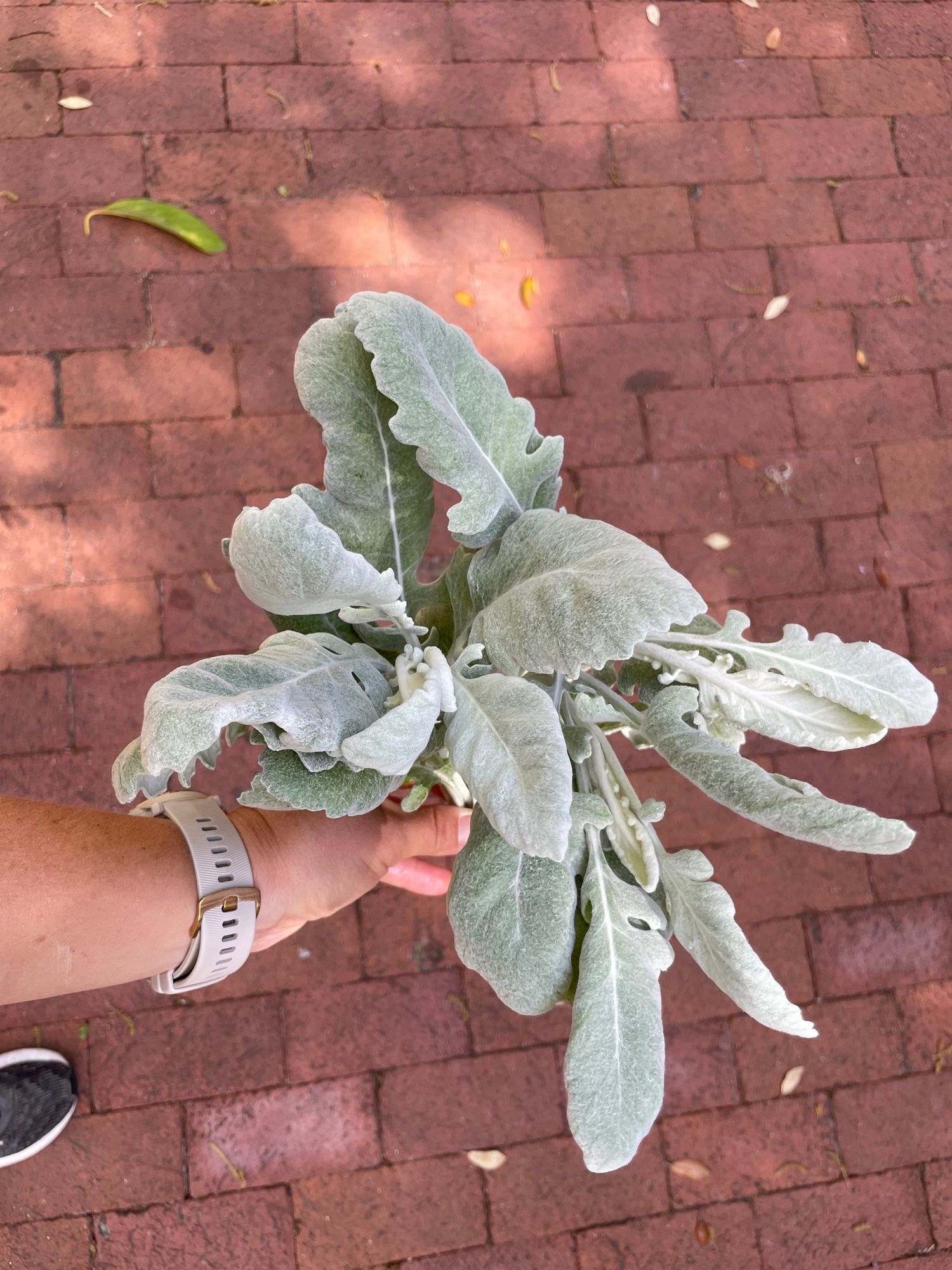 SENECIO cineraria