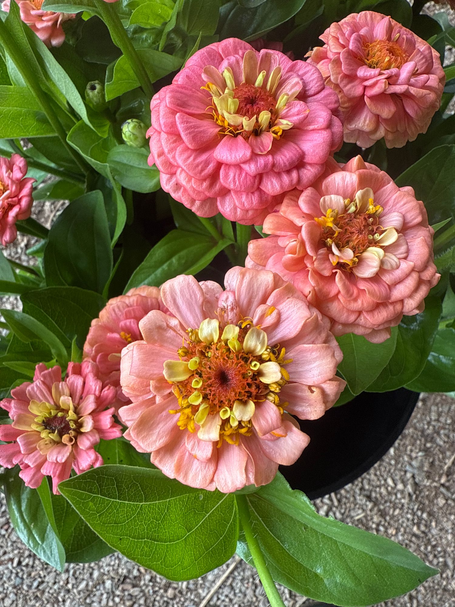 ZINNIA elegans Oklahoma Salmon