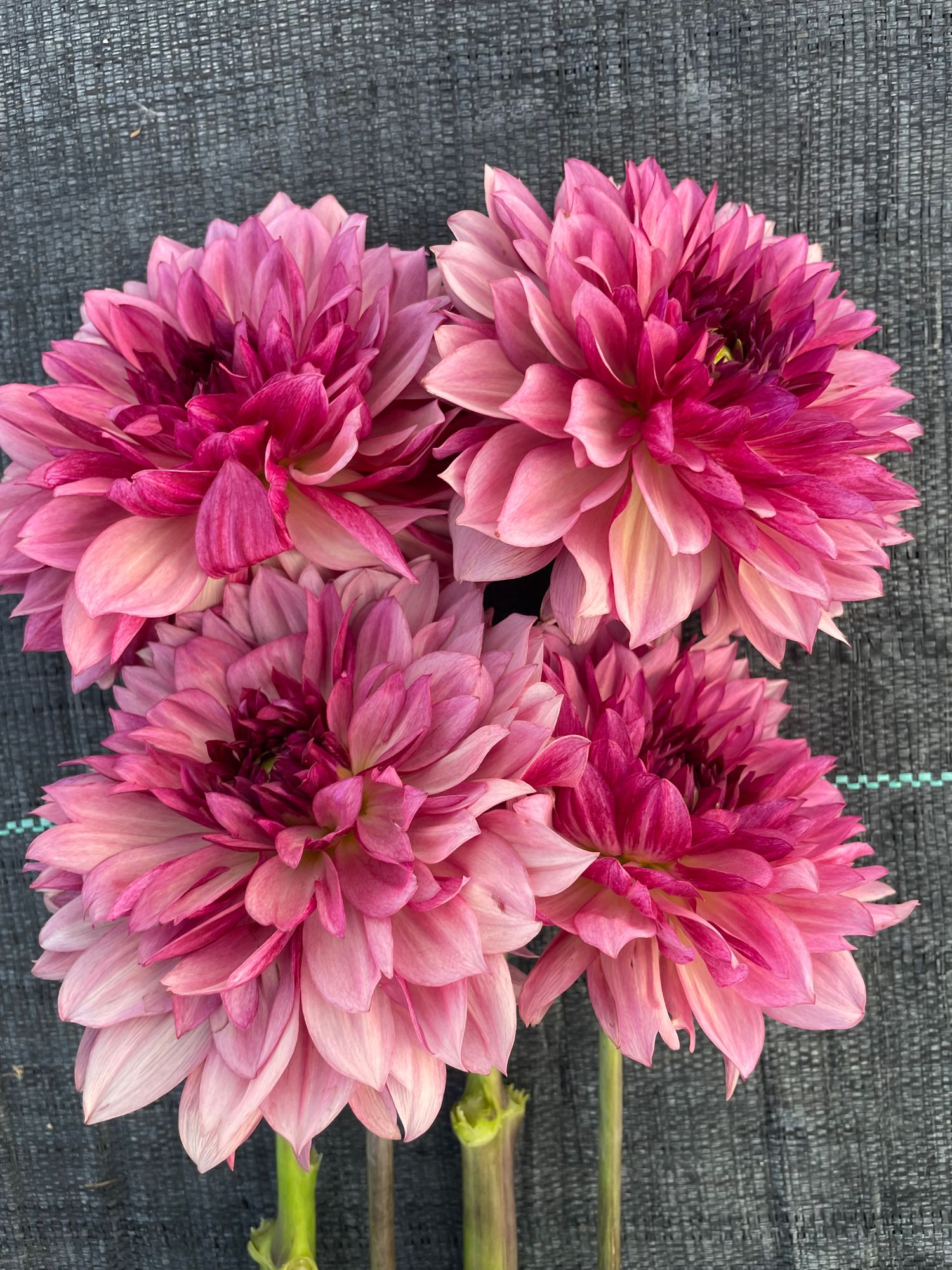 DAHLIA Bacardi