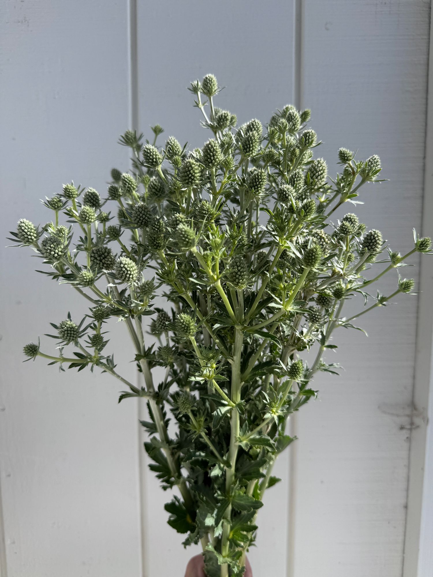 ERYNGIUM agavifolium