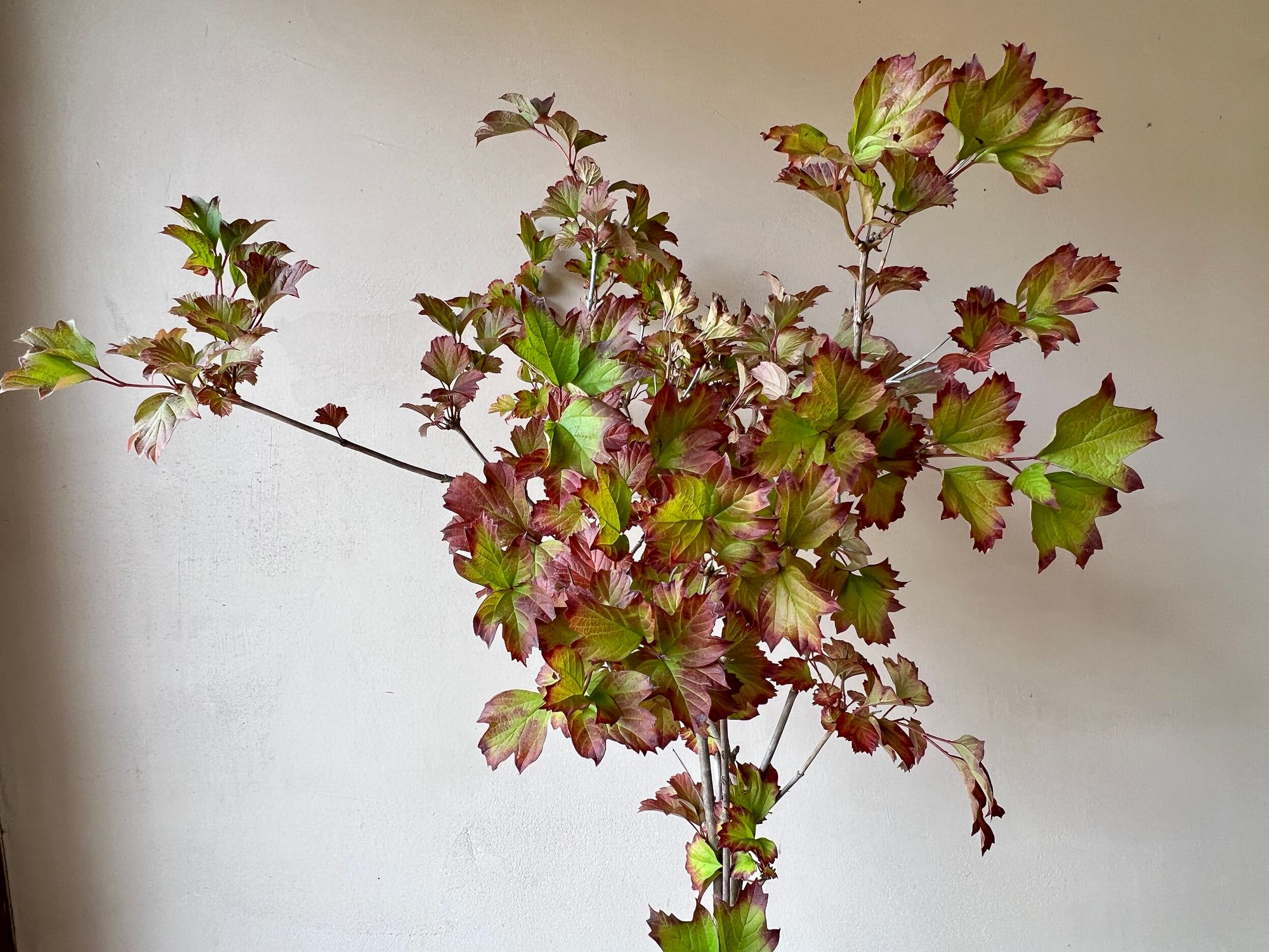 VIBURNUM opulus var. americanum