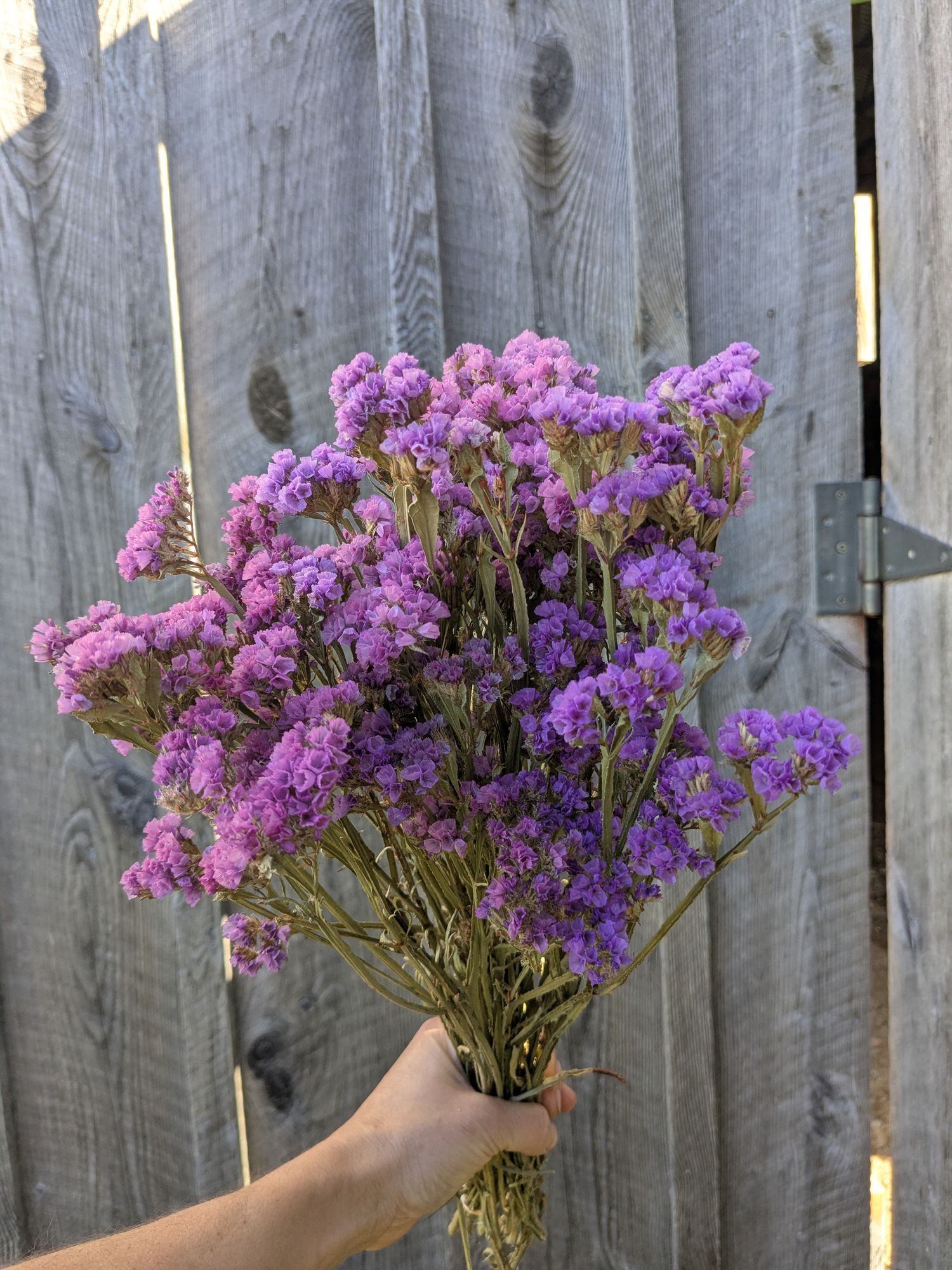 LIMONIUM sinuatum Seeker Rose