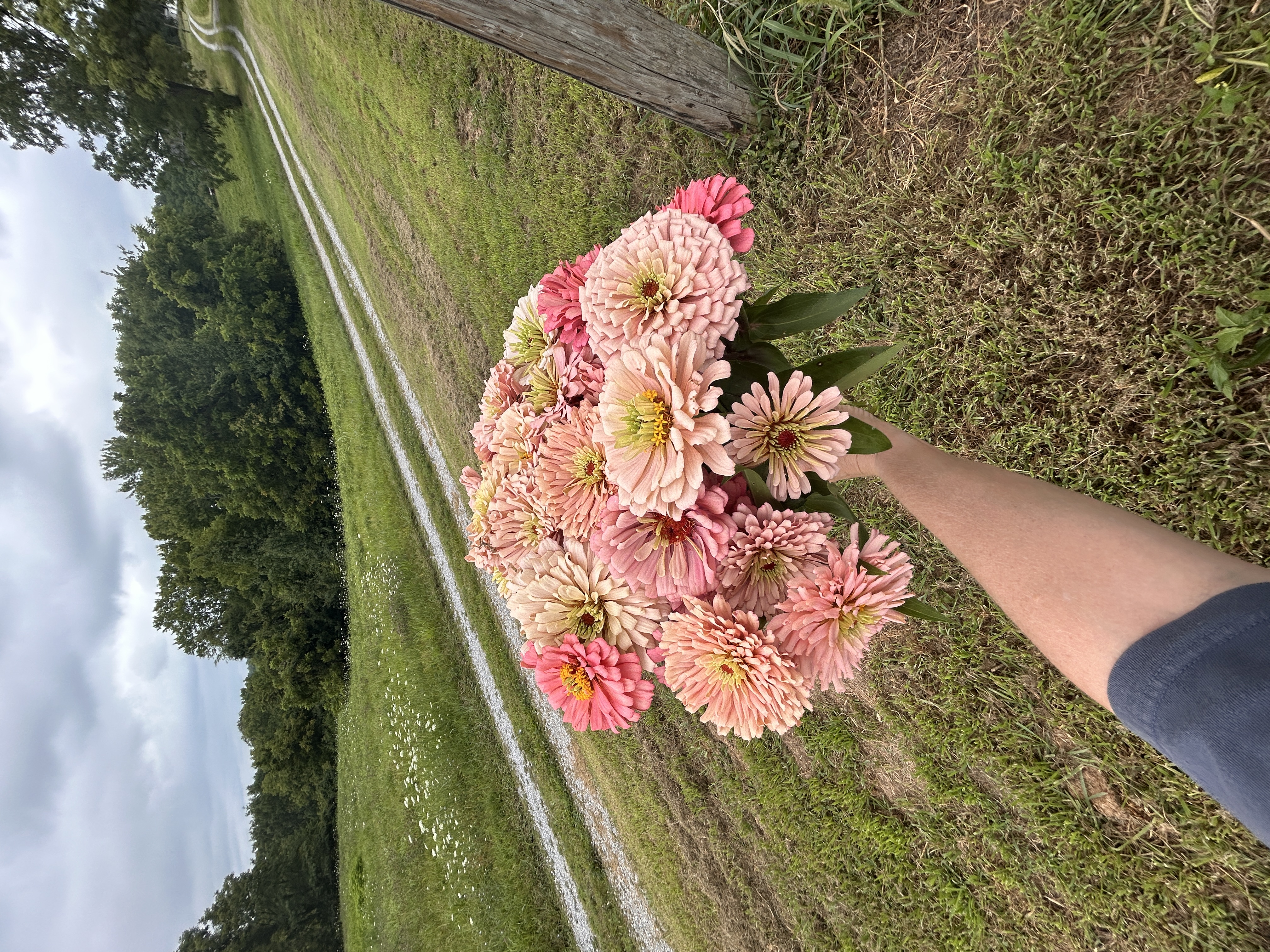 ZINNIA elegans Ballerina