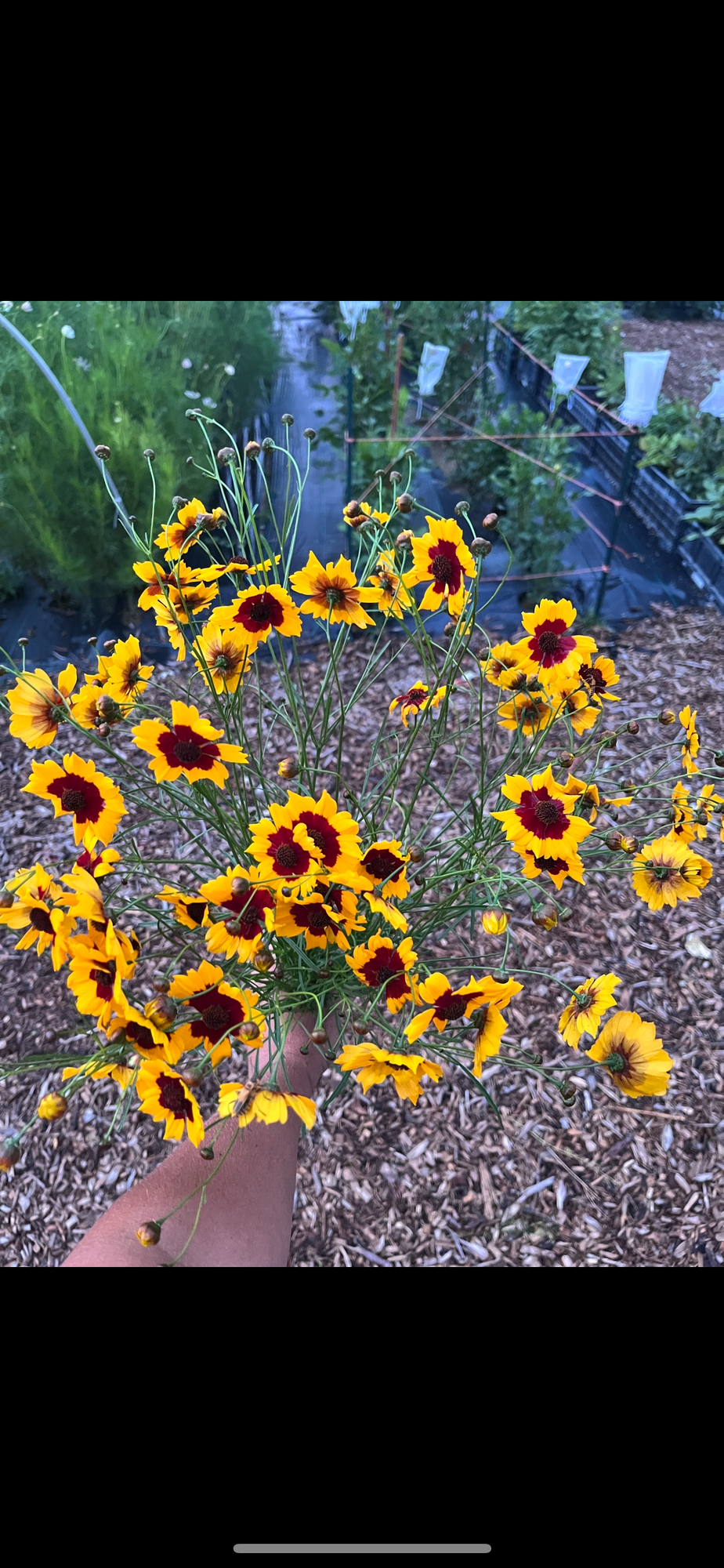 COREOPSIS x Incredible