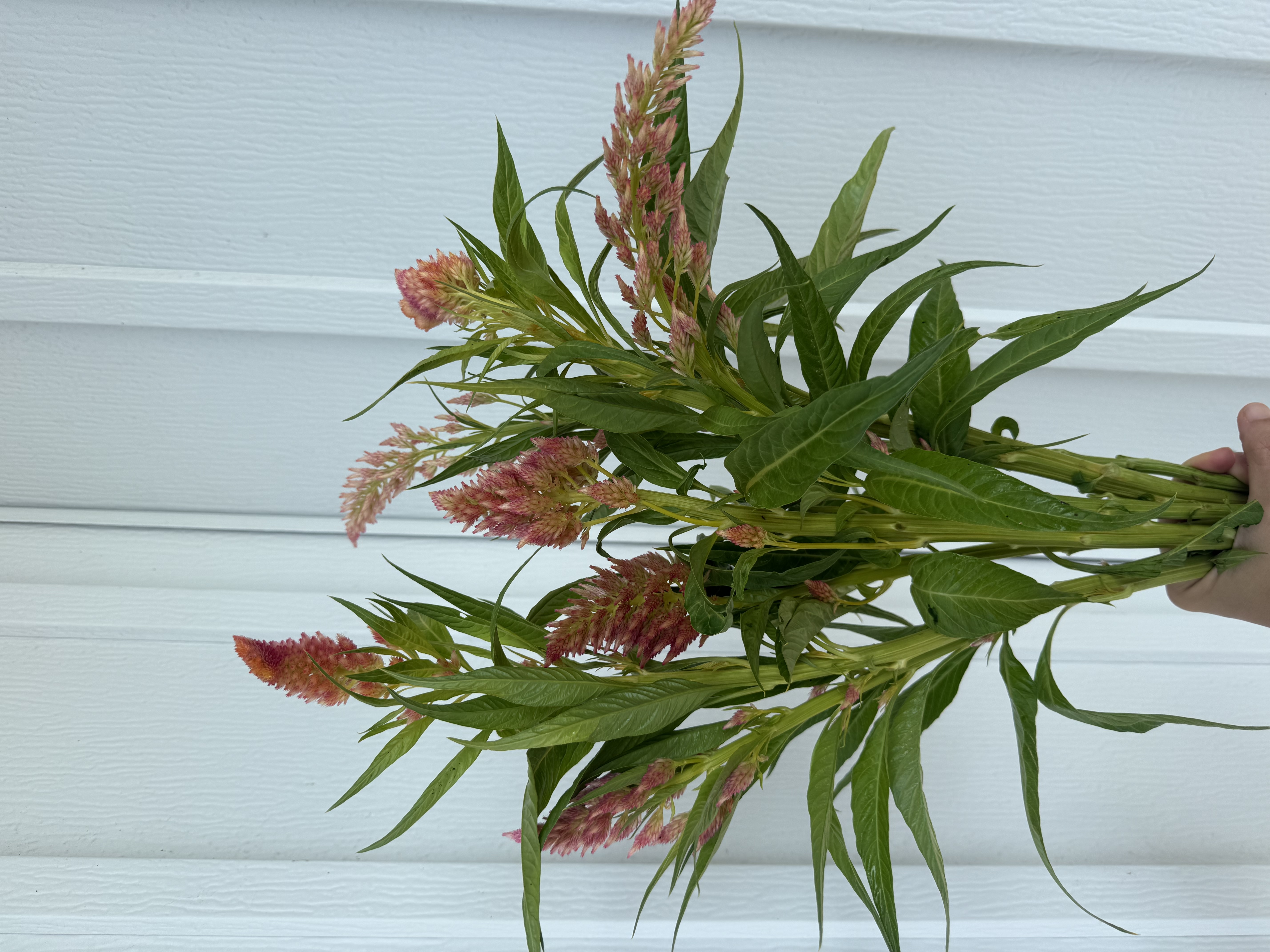 CELOSIA argentea var. plumosa Spun Sugar