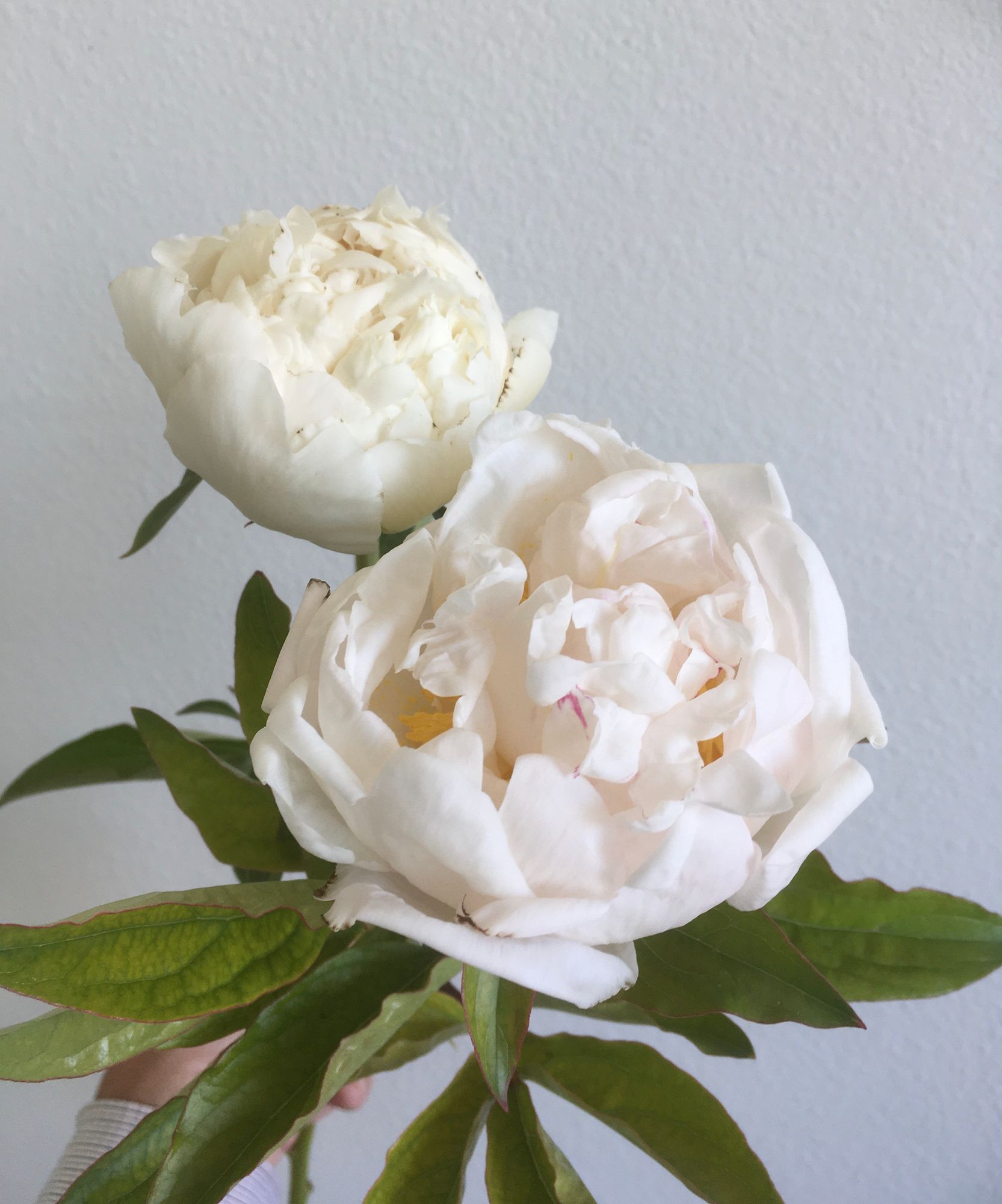 PAEONIA lactiflora