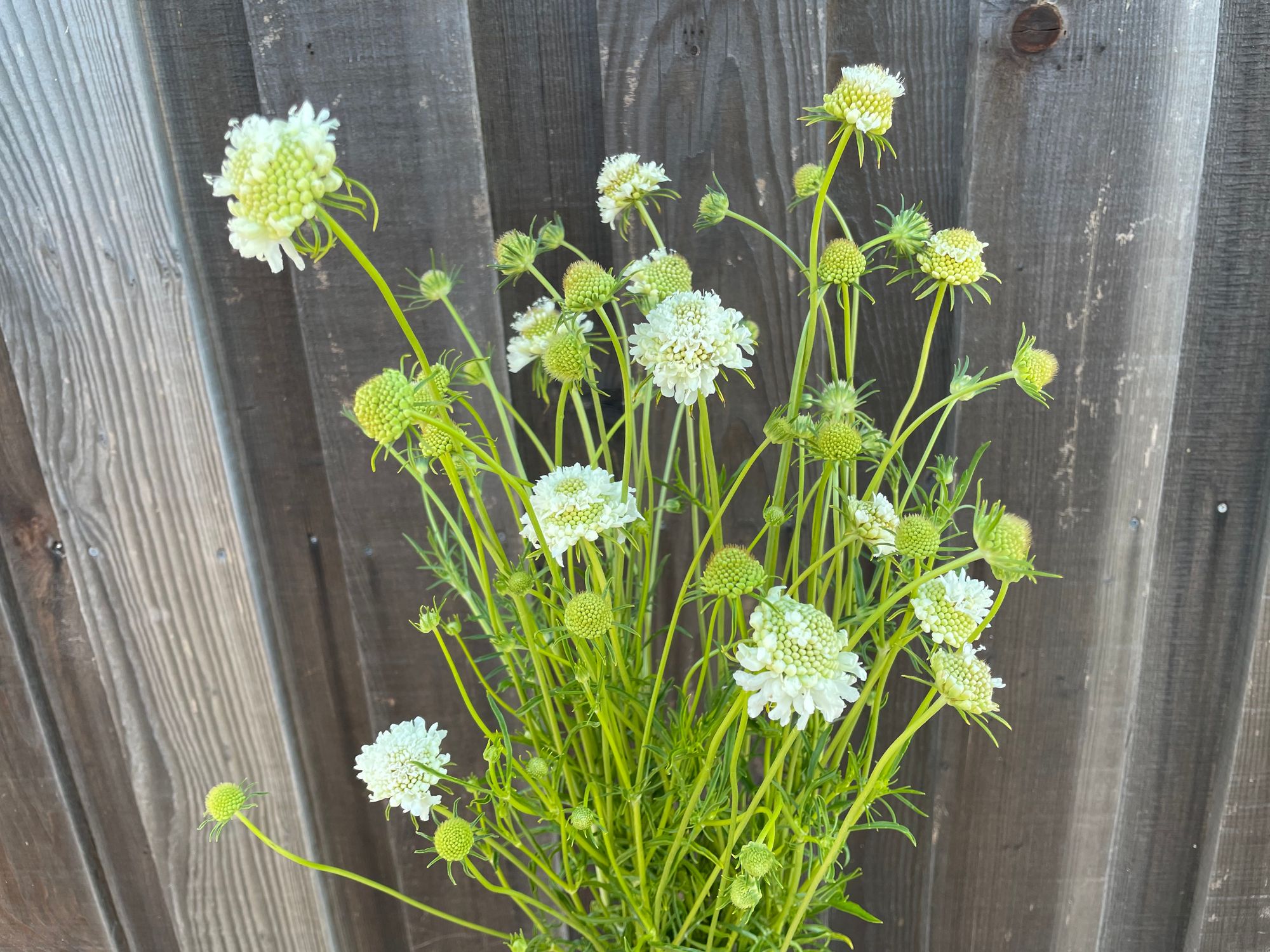 SCABIOSA atropurpurea Snowmaiden