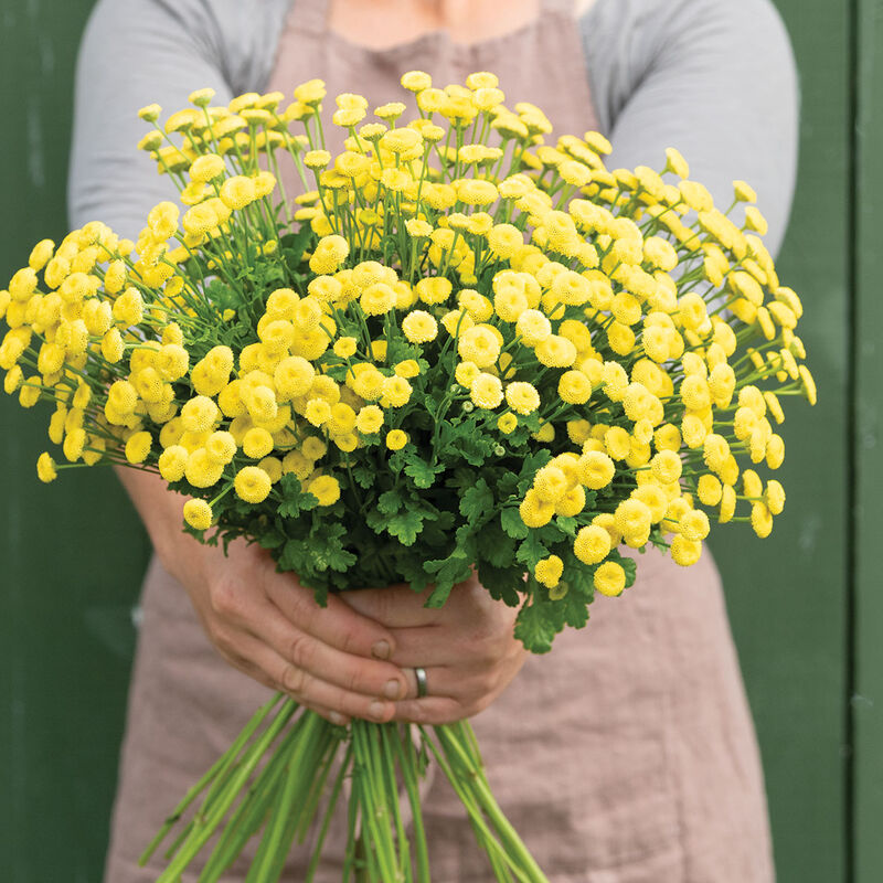 TANACETUM parthenium Vegmo Sunny Ball