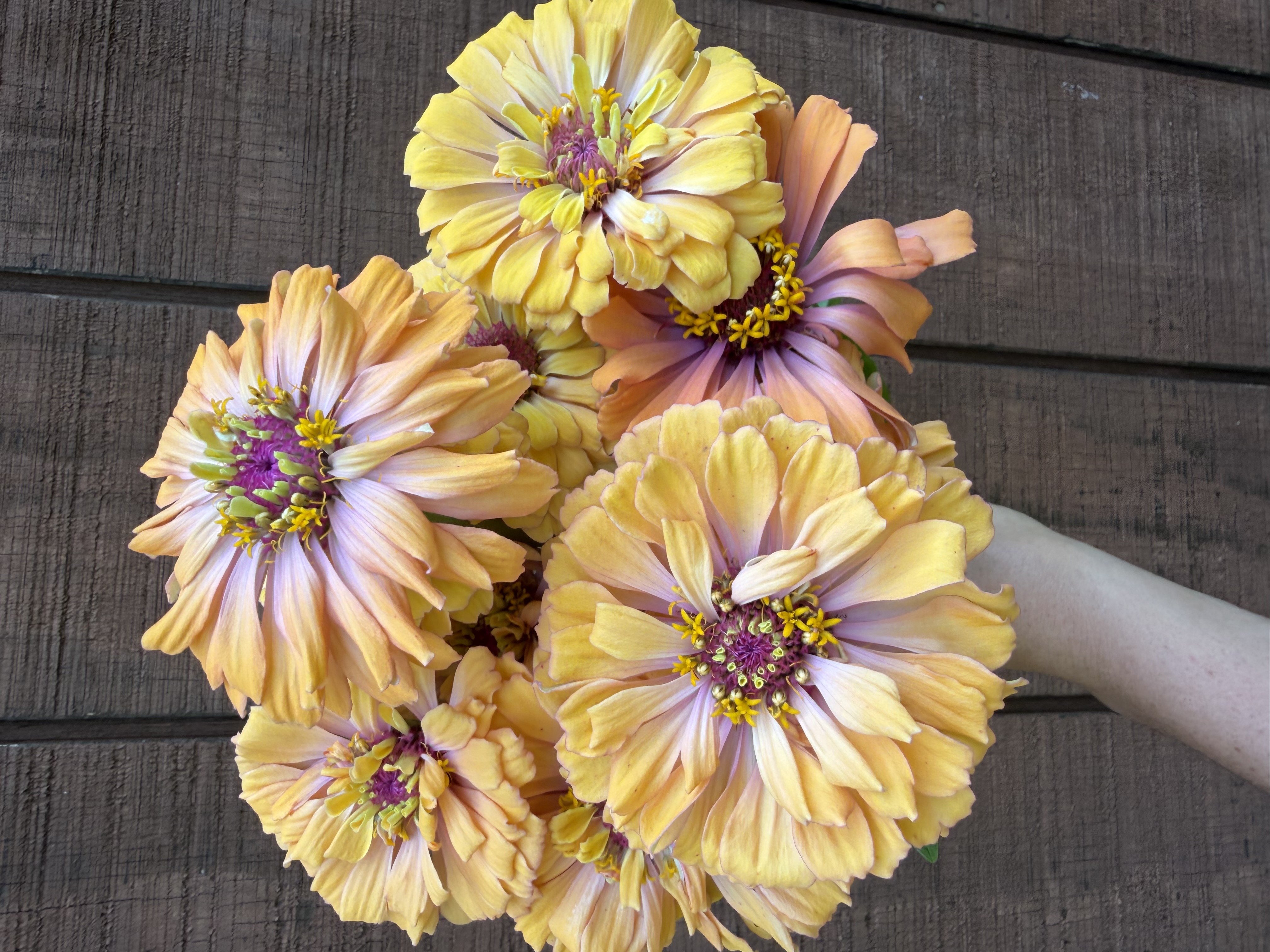 ZINNIA
