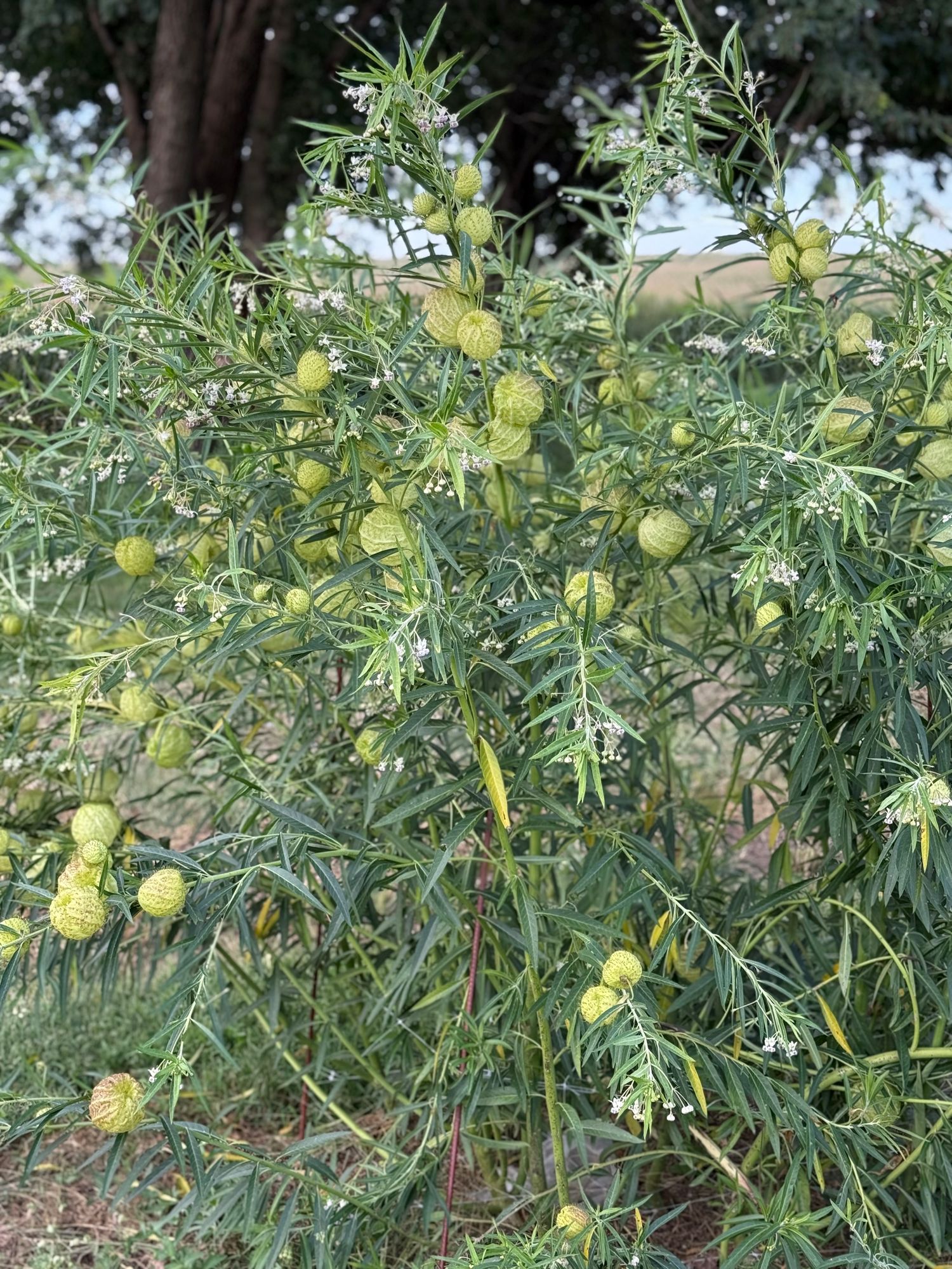 GOMPHOCARPUS physocarpus