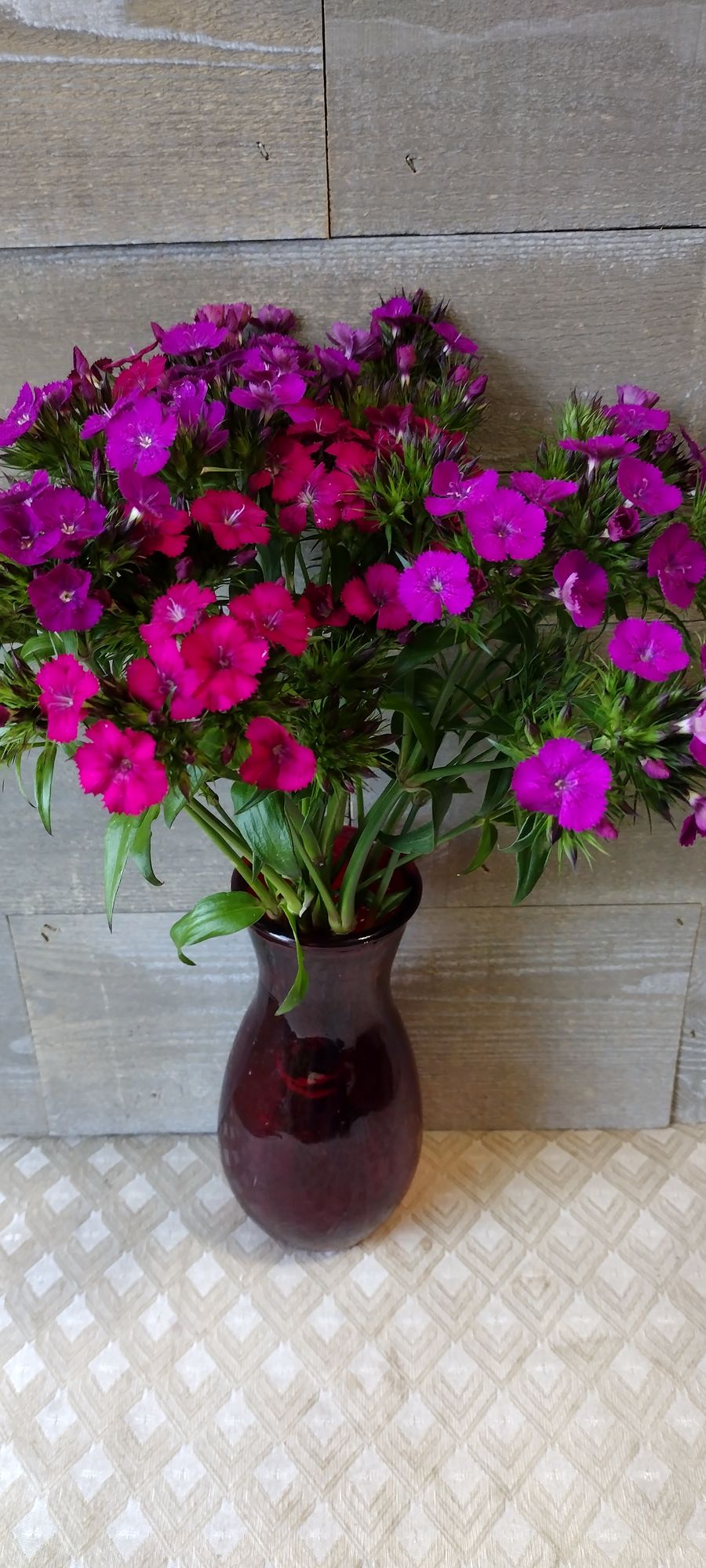 DIANTHUS barbatus Sweet Neon Purple