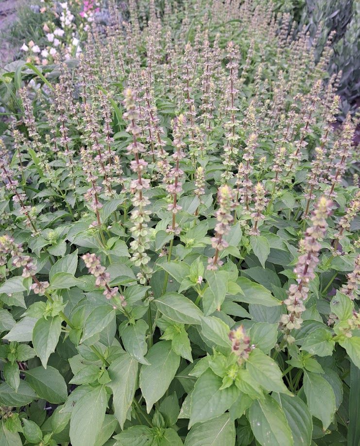 OCIMUM americanum Lemonette