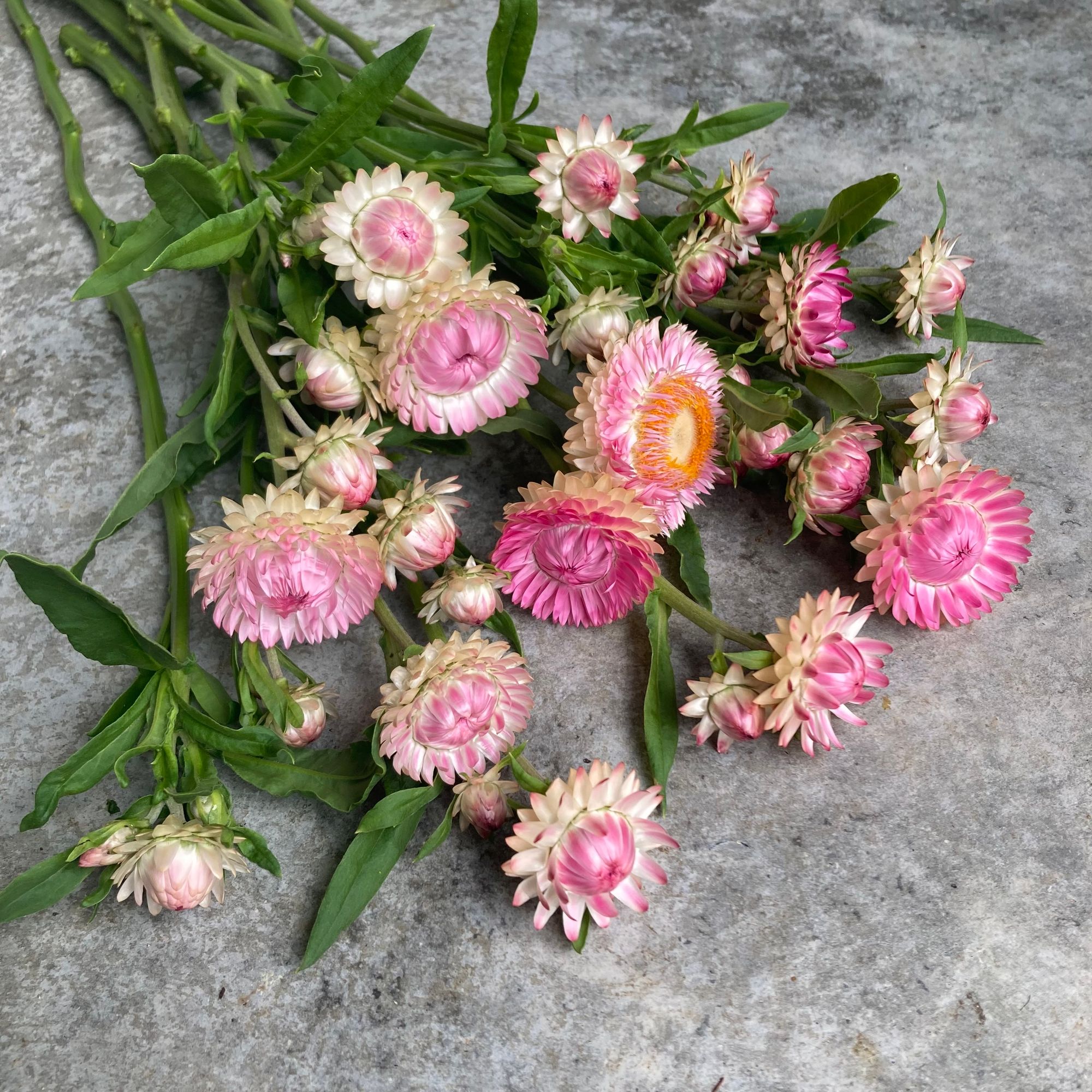 XEROCHRYSUM bracteatum Silvery Rose